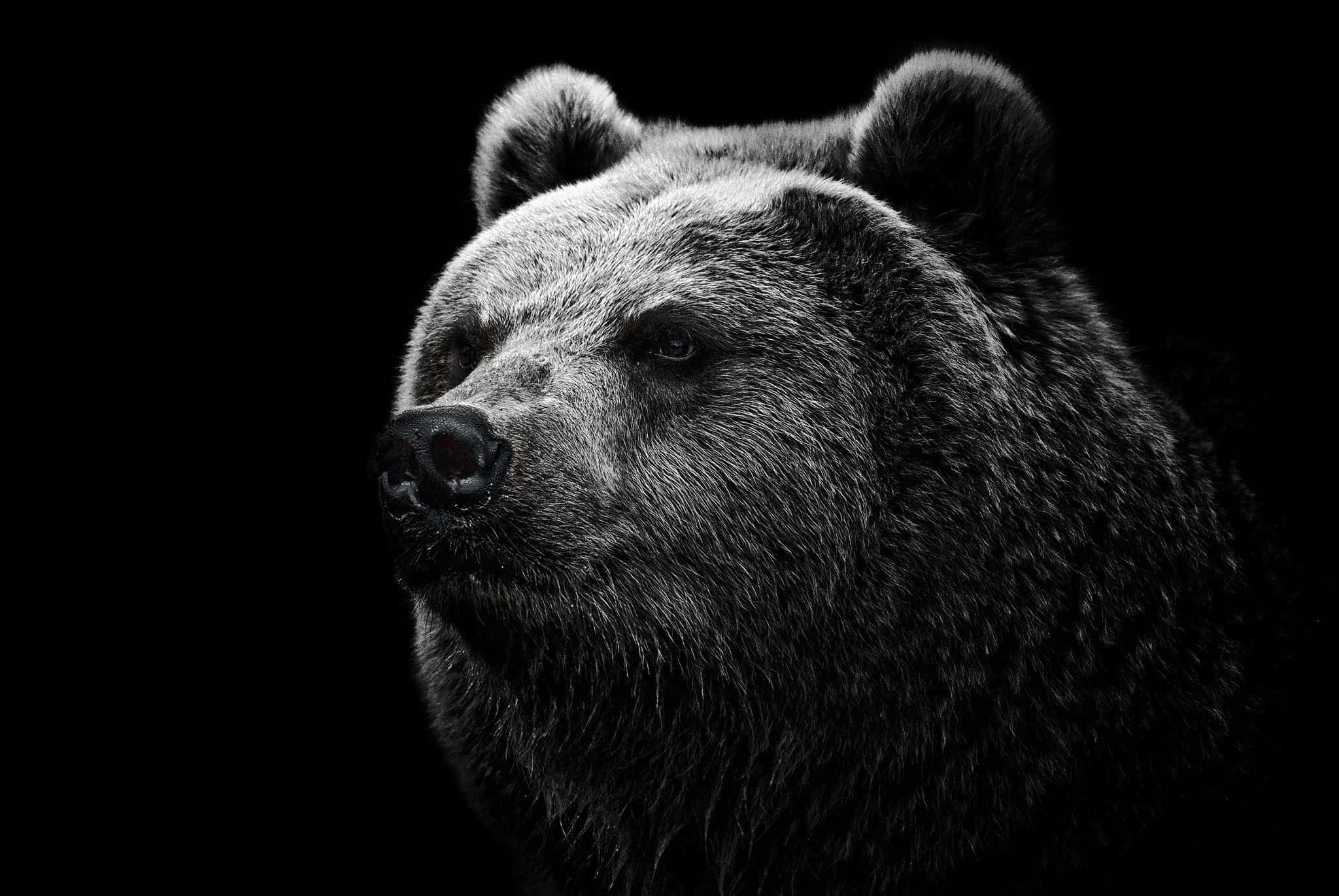 動物 桌布 壁紙 — 灰熊強烈面孔的特寫，在純黑色背景上照亮。
