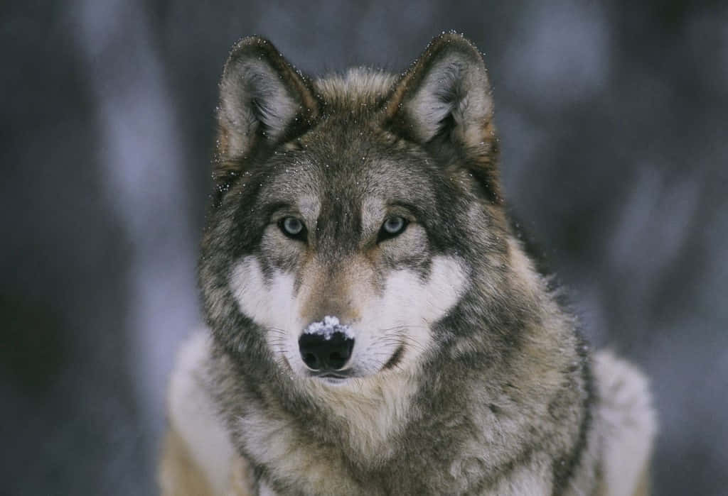 Timber Wolf 桌布 壁紙 — 灰狼鼻頭沾雪，在模糊雪林背景下凝視的特寫。