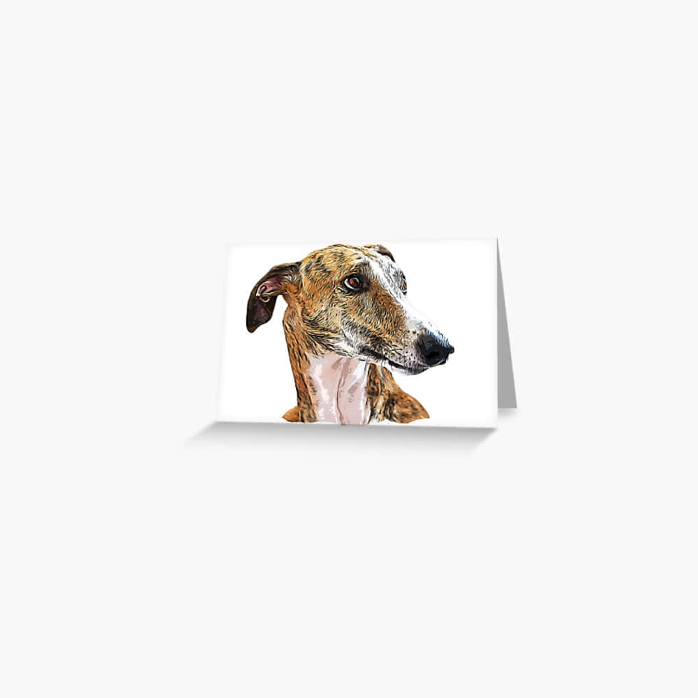 灰獵犬背景 壁紙