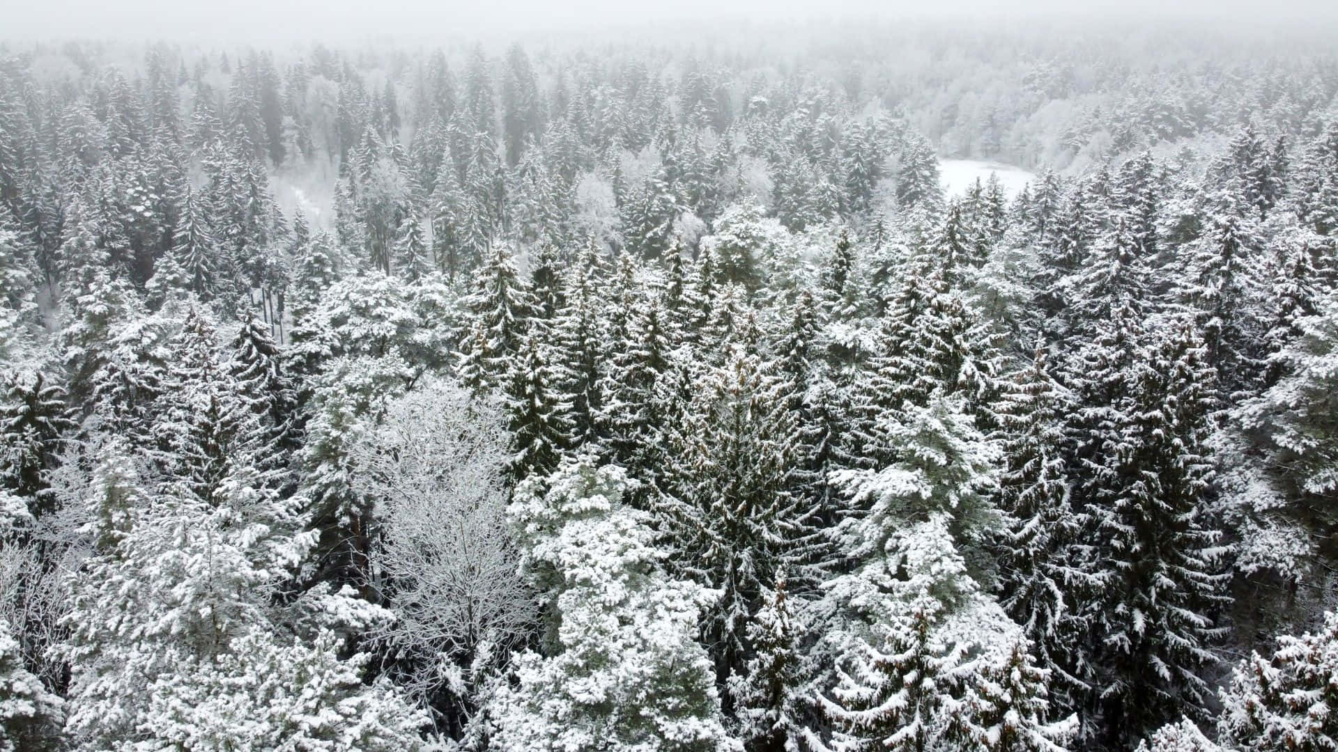 Winter Forest 桌布 壁紙 — 灰色冬日天空下，一片茂密常綠森林被新雪覆蓋的鳥瞰圖。