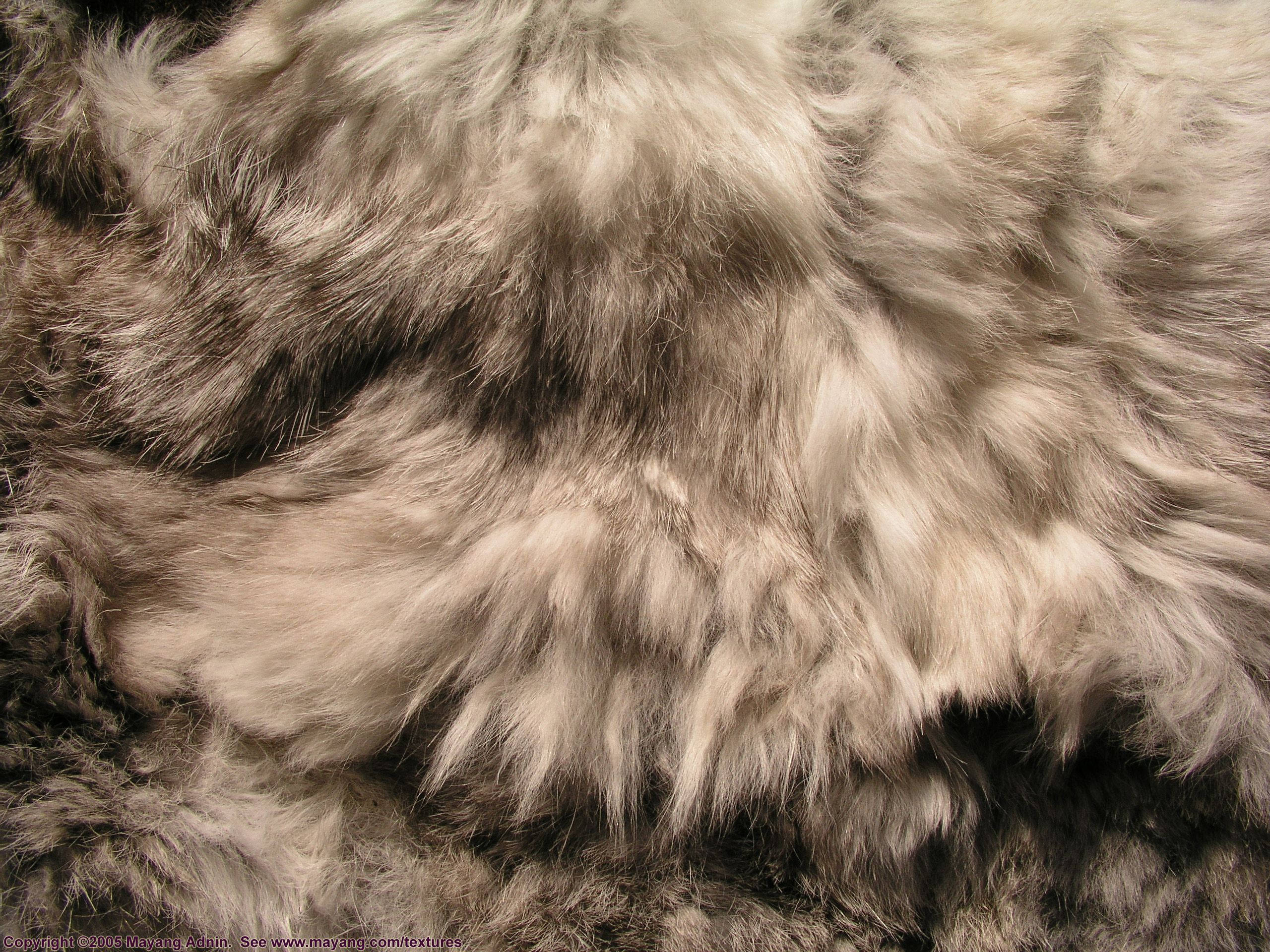 fur 桌布 壁紙 — 灰色和白色絨毛的特寫，帶有柔和陰影和自然質感。