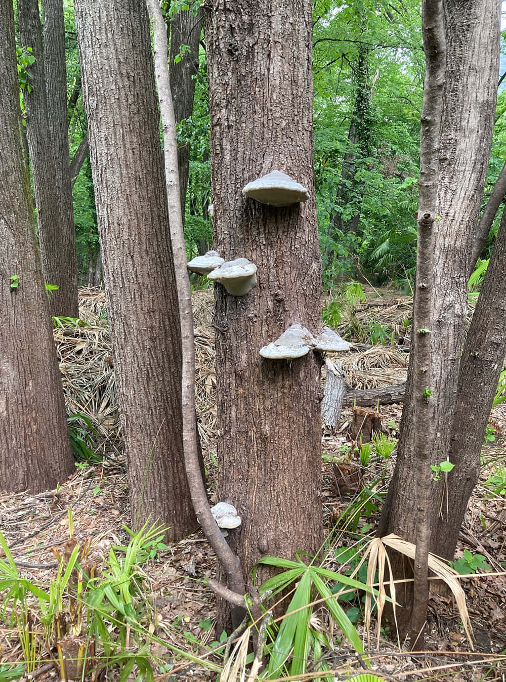 自然 桌布 壁紙 — 灰色的架狀真菌在有紋理的樹幹上成群生長，周圍是茂密的綠色森林下層植物。