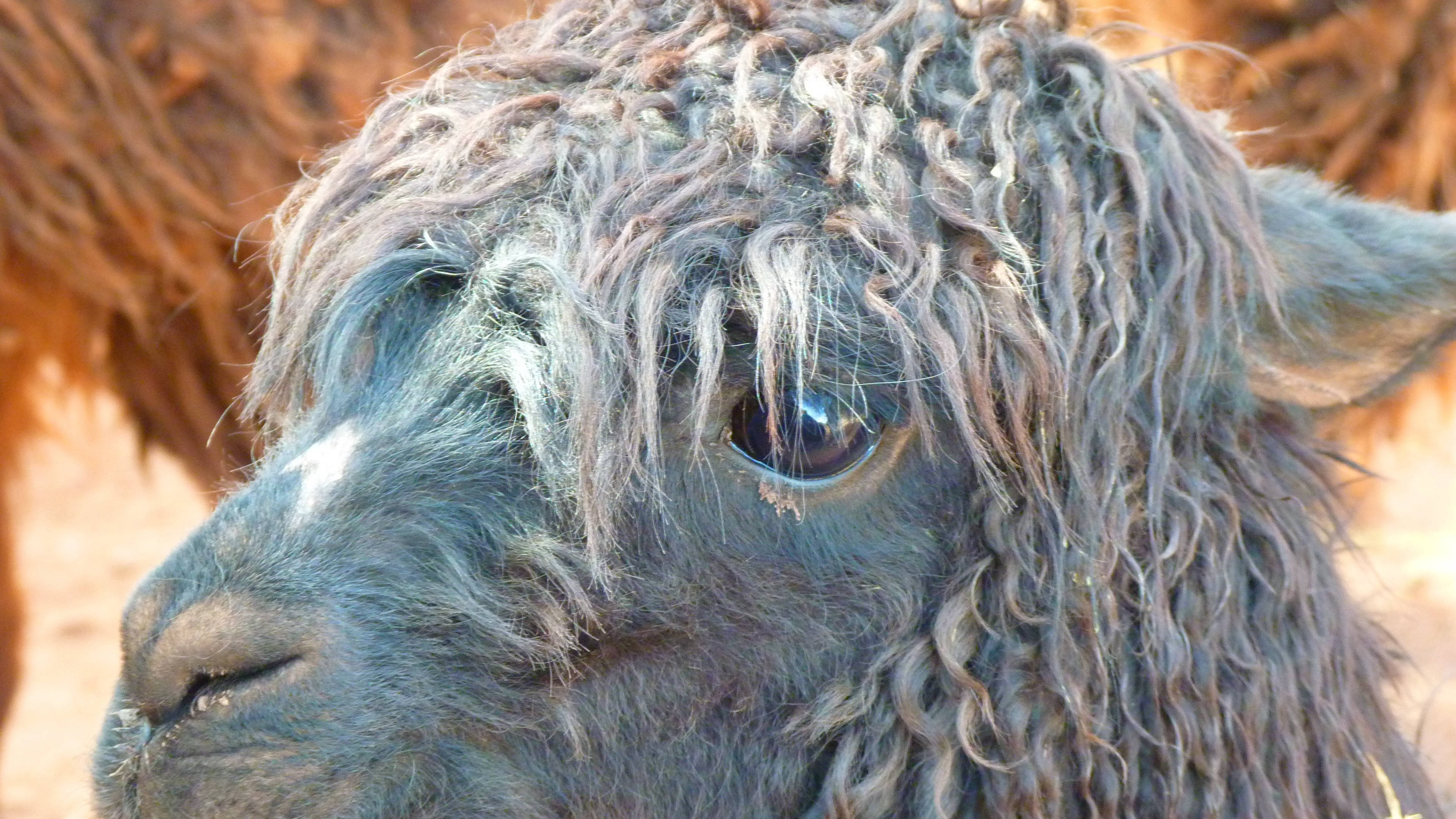 動物 桌布 壁紙 — 灰色羊駝的近距離特寫，擁有捲曲羊毛和冷靜的眼神，背景為溫暖的棕色。