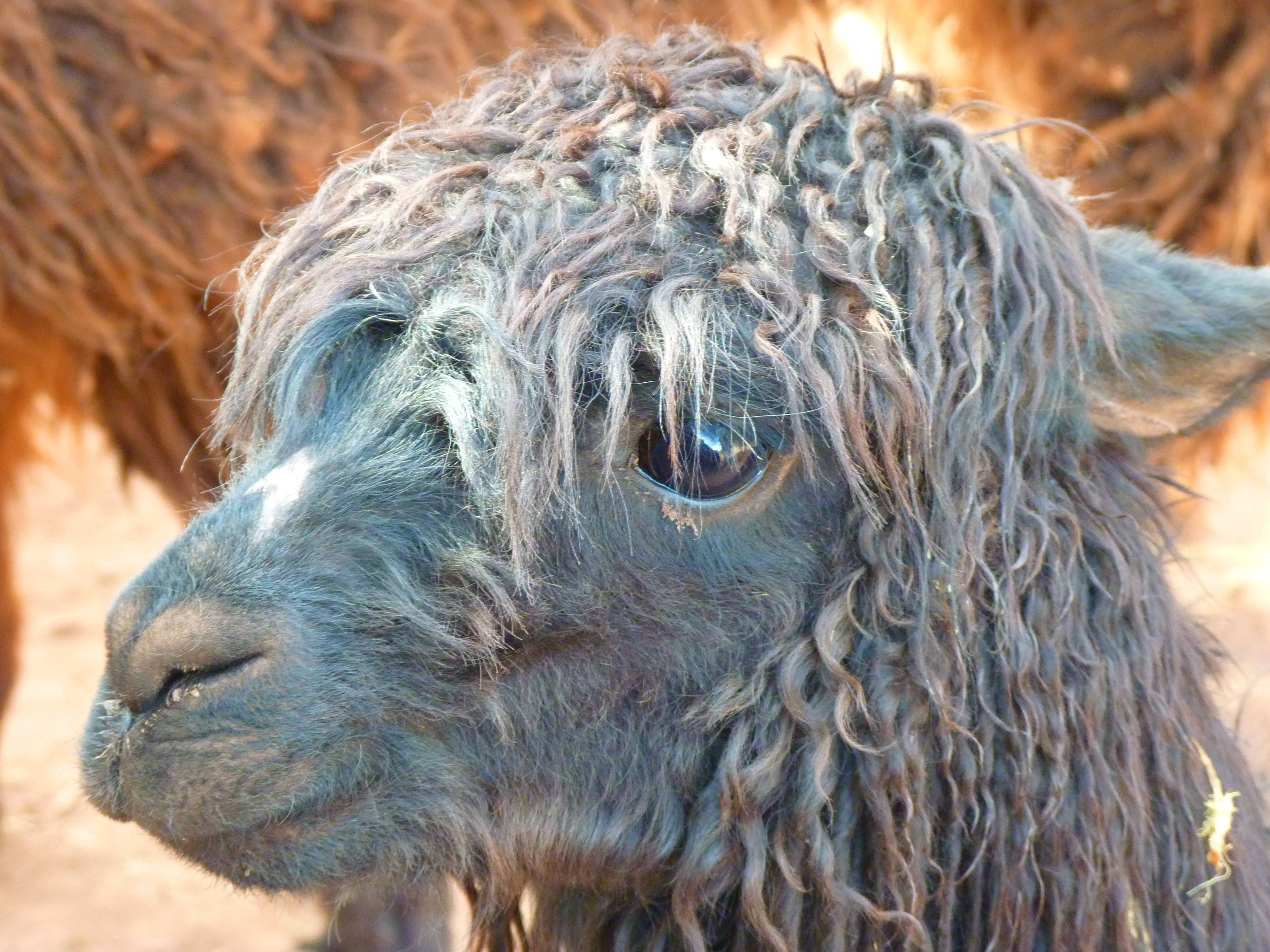 Alpaca 桌布 壁紙 — 灰色羊駝近距離特寫，捲曲羊毛，平靜眼神，背景為模糊稻草。