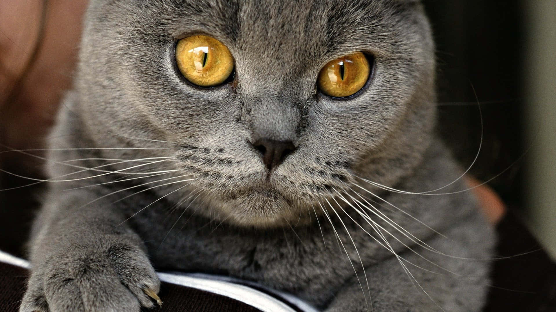 Chartreux 桌布 壁紙 — 灰色英國短毛貓的特寫，擁有引人注目的金色眼睛，專注地凝視著相機。