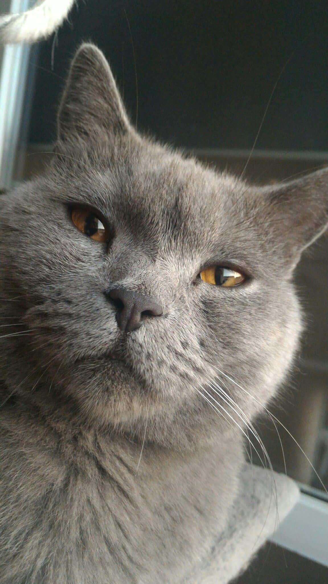 Chartreux 桌布 壁紙 — 灰色英國短毛貓的特寫，琥珀色眼睛在室內平靜地凝視著相機。