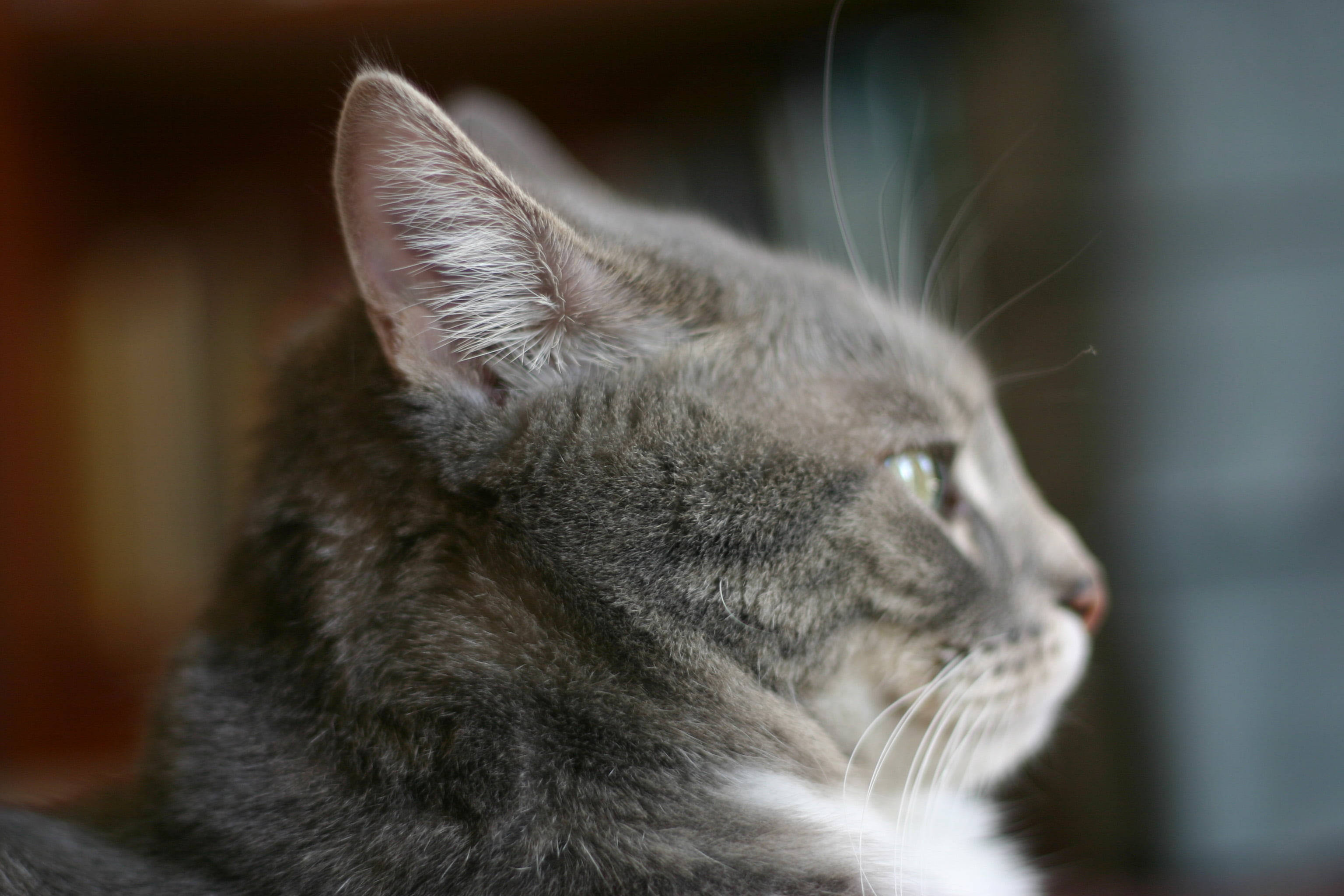 Cute Cat Love 桌布 壁紙 — 灰色虎斑貓側面特寫，若有所思地向右凝視，背景柔和。