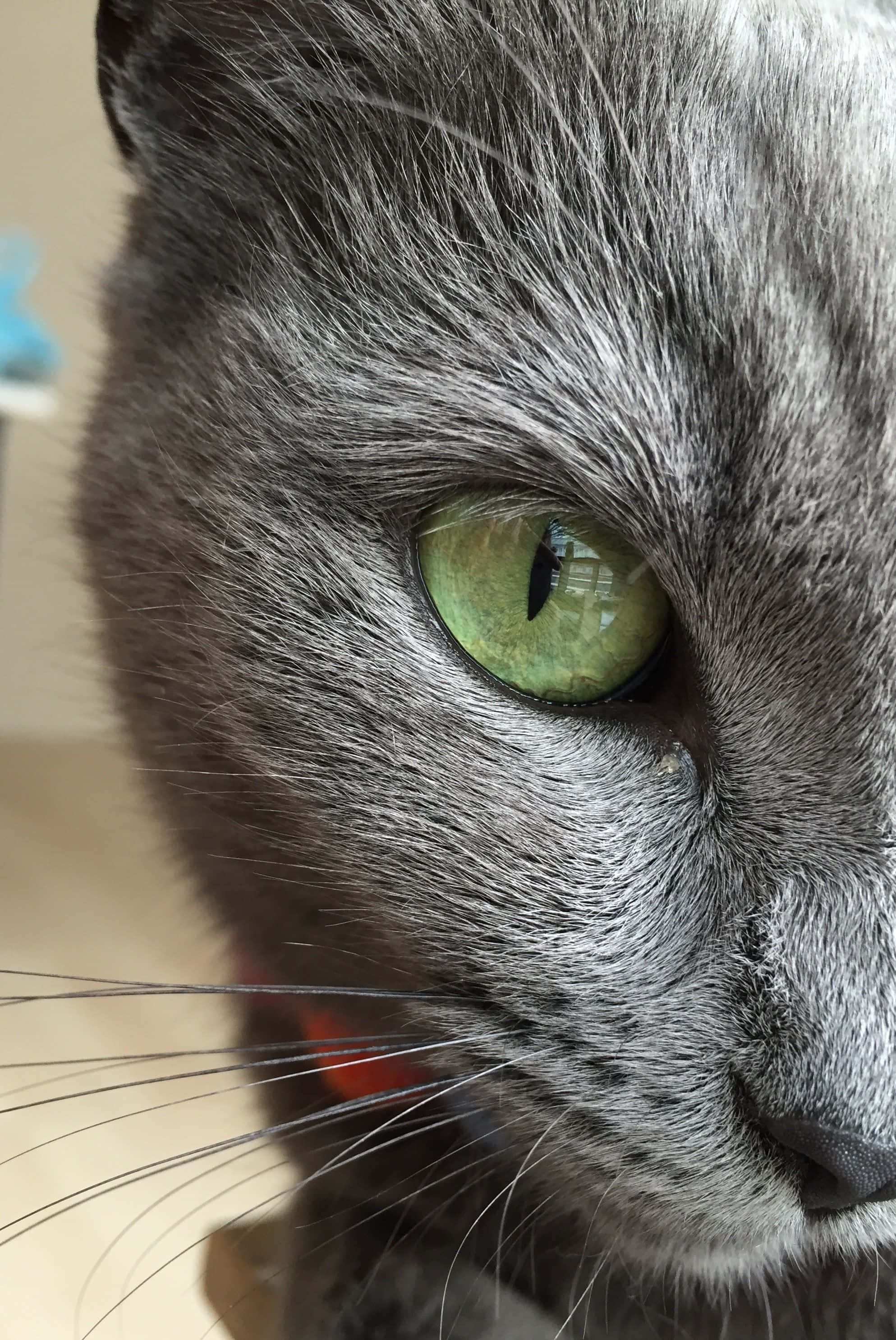 Korat 桌布 壁紙 — 灰色貓咪在柔和室內燈光下，其強烈綠色眼睛的特寫，毛髮和鬍鬚細節清晰可見。