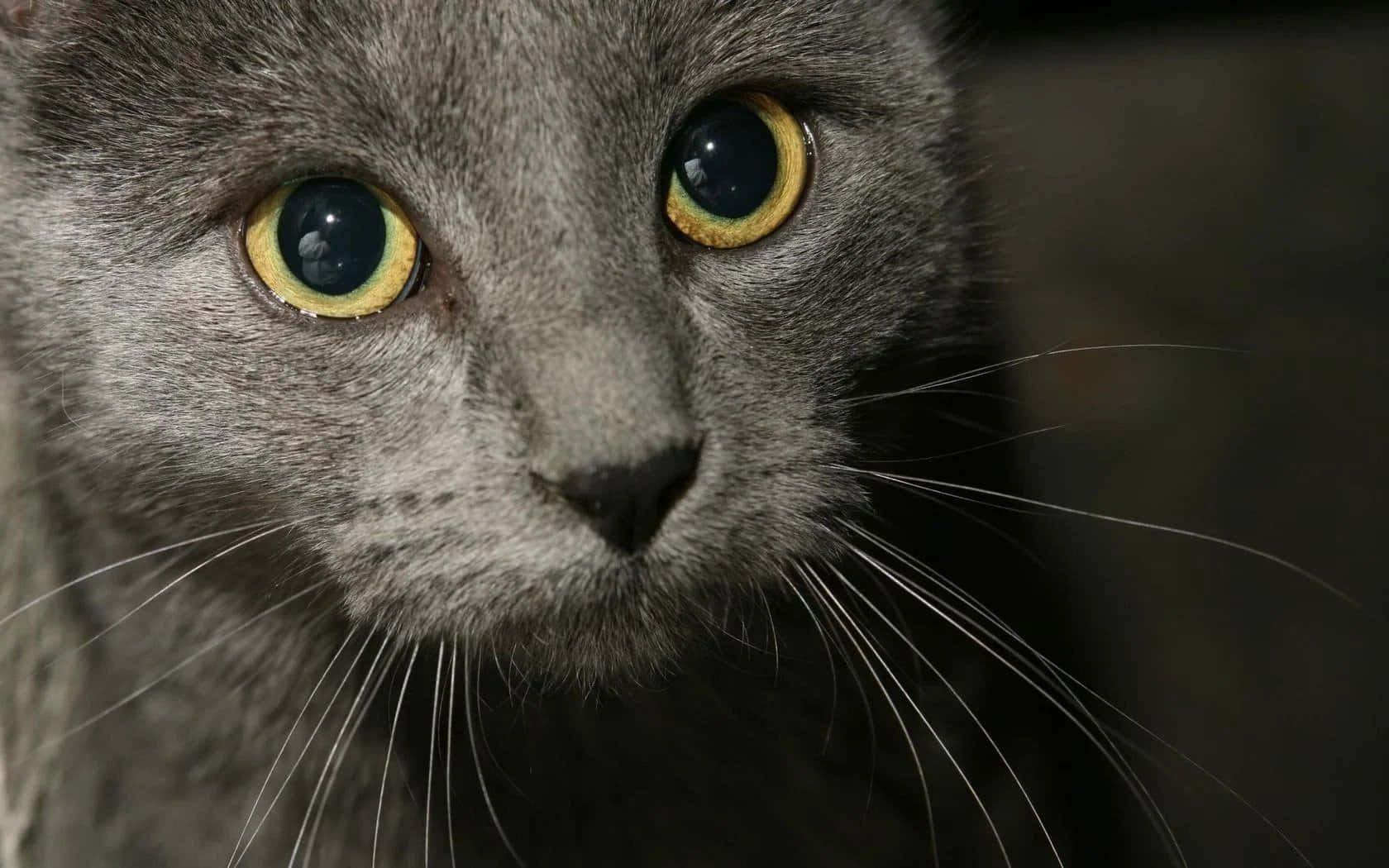 grey cat 桌布 壁紙 — 灰色貓咪強烈面部的特寫，生動的黃綠色眼睛直視觀眾。