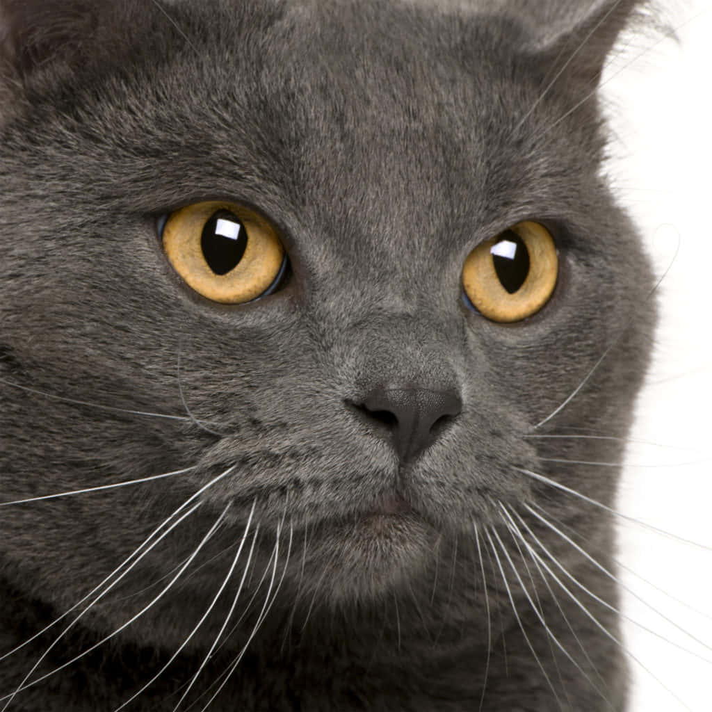 Chartreux 桌布 壁紙 — 灰色貓咪的強烈面部特寫，擁有引人注目的琥珀色眼睛，背景為純白色。