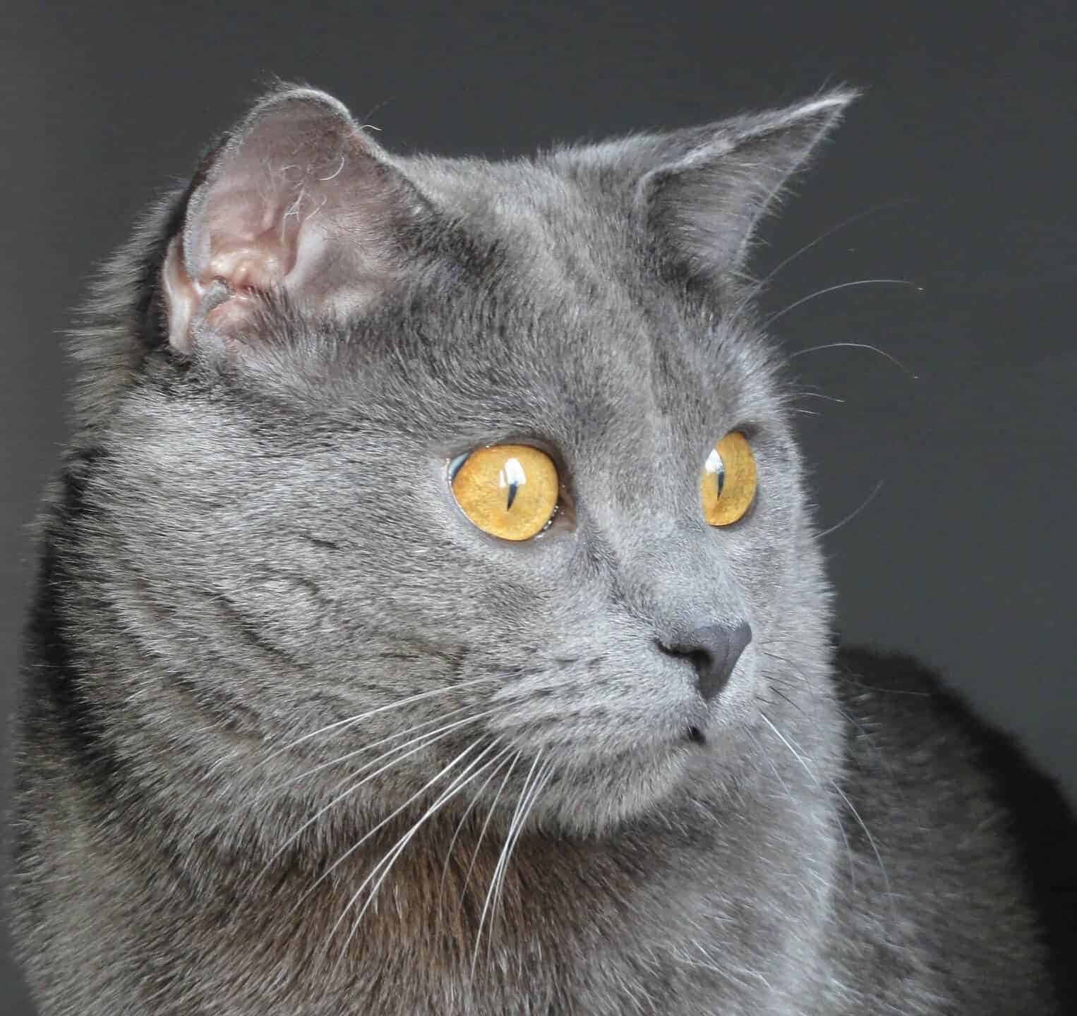 grey cat 桌布 壁紙 — 灰色貓咪的特寫，擁有引人注目的琥珀色眼睛，在深灰色背景下專注地凝視。