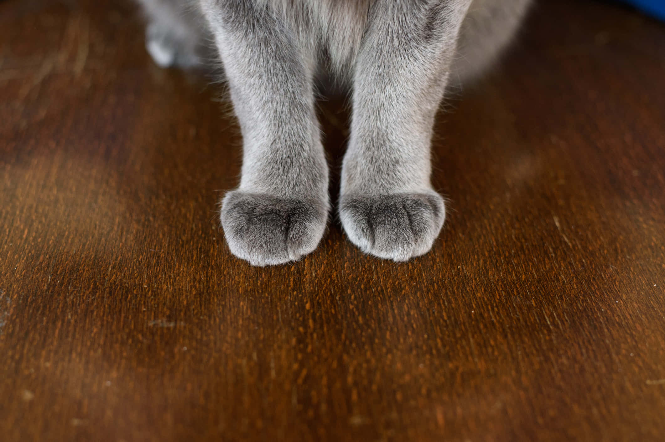 paws 桌布 壁紙 — 灰色貓咪的腳掌特寫，放在溫暖的棕色木地板上，木紋清晰可見。