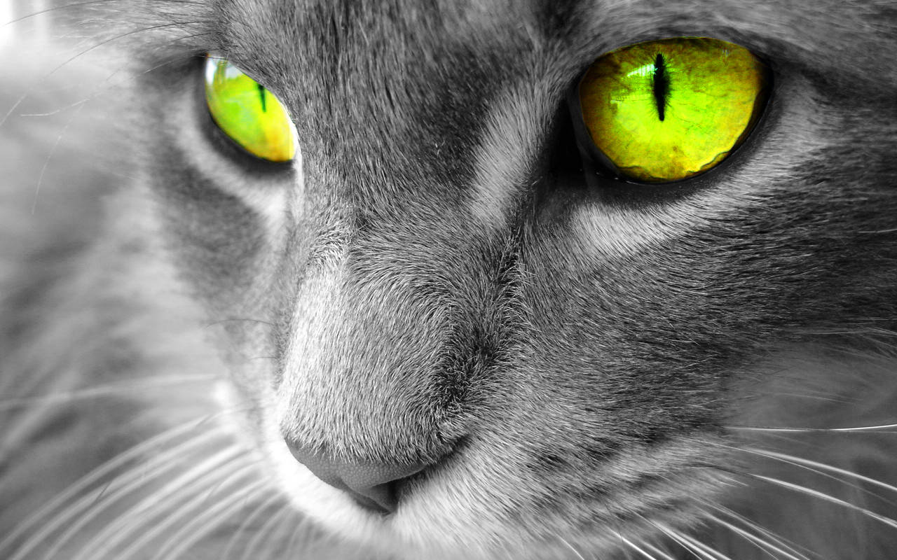 Beautiful Cats 桌布 壁紙 — 灰色貓咪臉部特寫，擁有引人注目的綠色眼睛，背景為單色。
