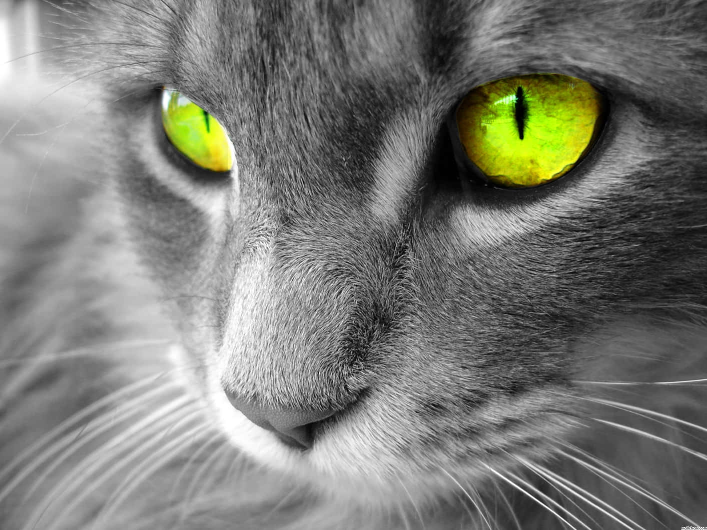 Cat Eyes 桌布 壁紙 — 灰色貓咪臉部特寫，擁有強烈發光的綠色眼睛，背景為單色。
