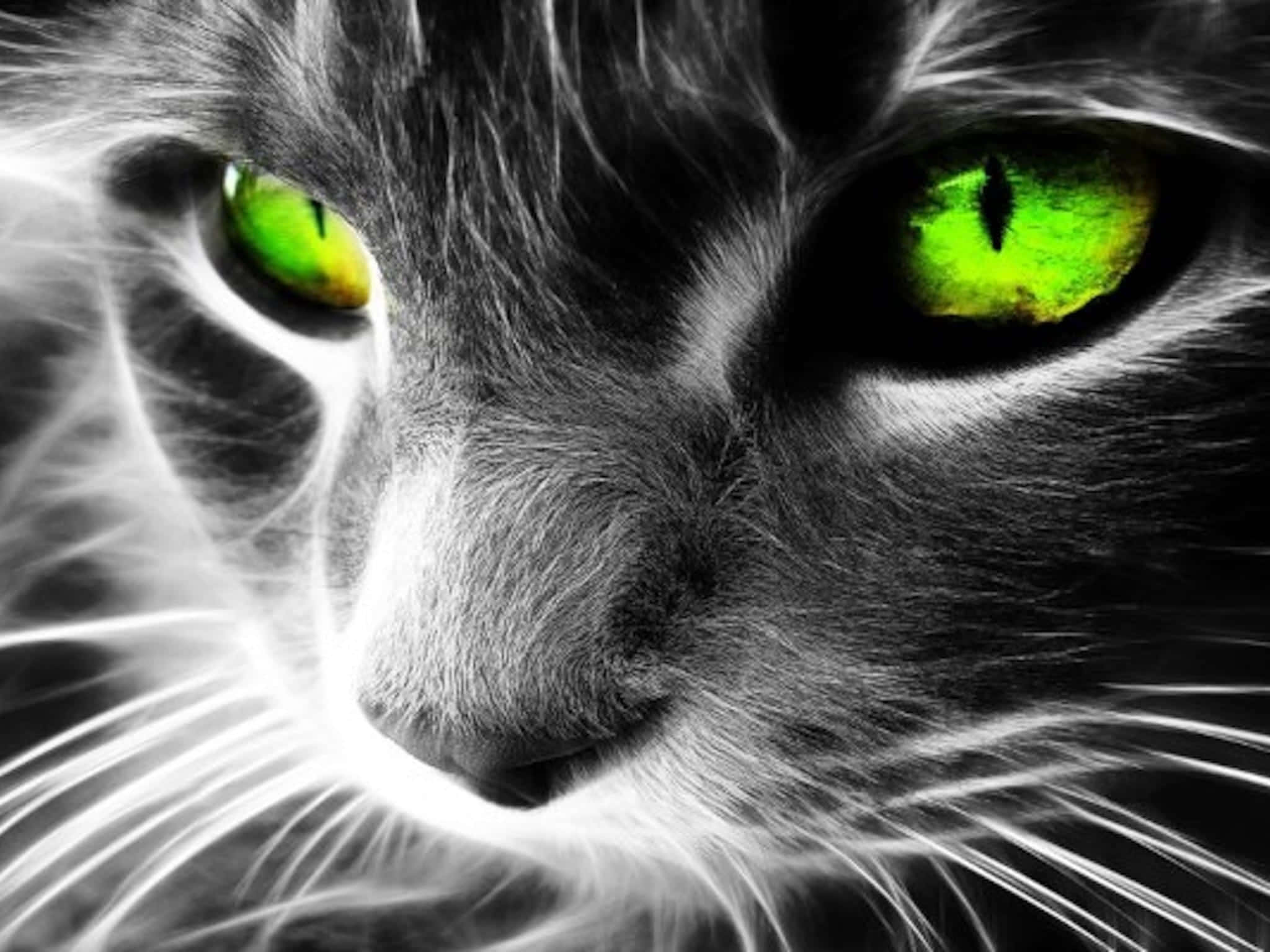 Cat Eyes 桌布 壁紙 — 灰色貓咪臉部特寫，擁有發光的綠色眼睛和高對比度的黑白毛髮。