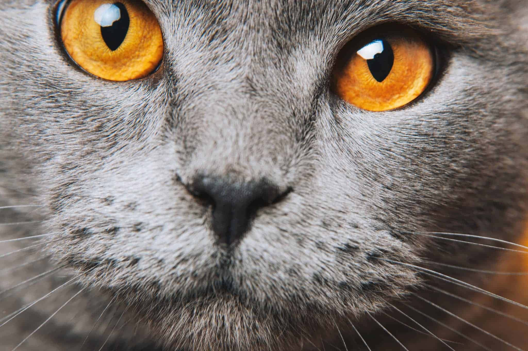 Cat Eyes 桌布 壁紙 — 灰色貓咪臉部的強烈特寫，擁有鮮豔的橙色眼睛，直視觀眾。