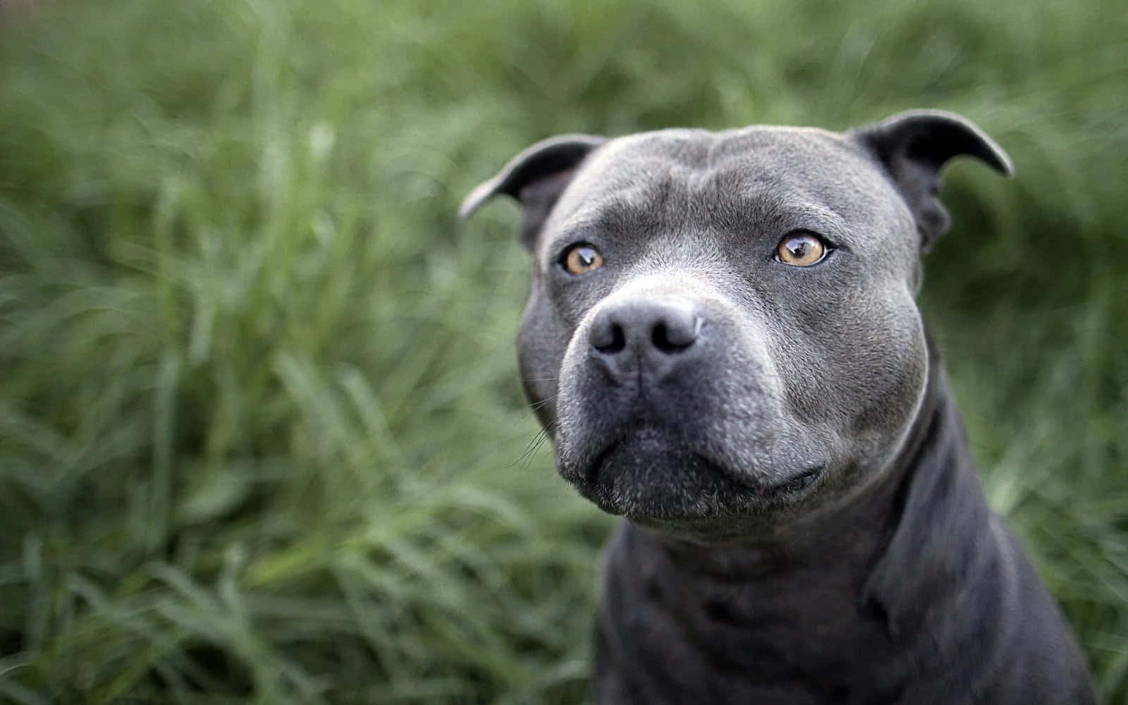 Pitbull 桌布 壁紙 — 灰色鬥牛犬的特寫，琥珀色的眼睛從模糊的綠色草地背景中凝視著。