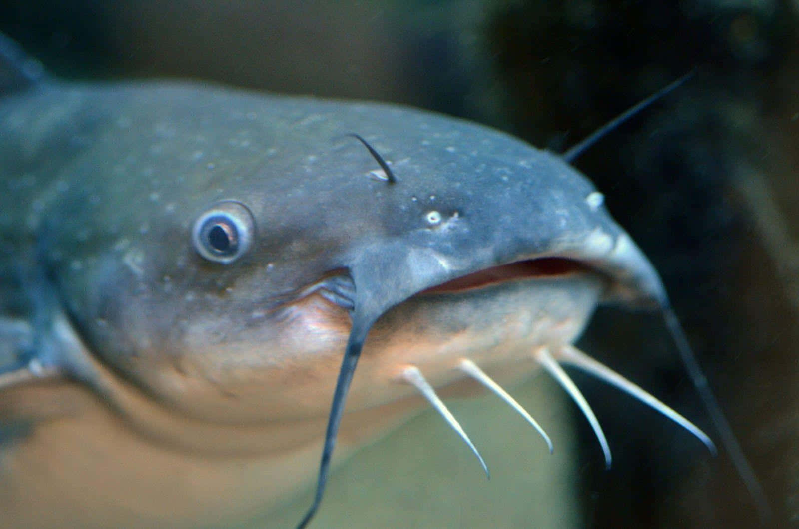 catfish 桌布 壁紙 — 灰色鯰魚特寫，有突出的鬍鬚和大眼睛，在水下游泳。