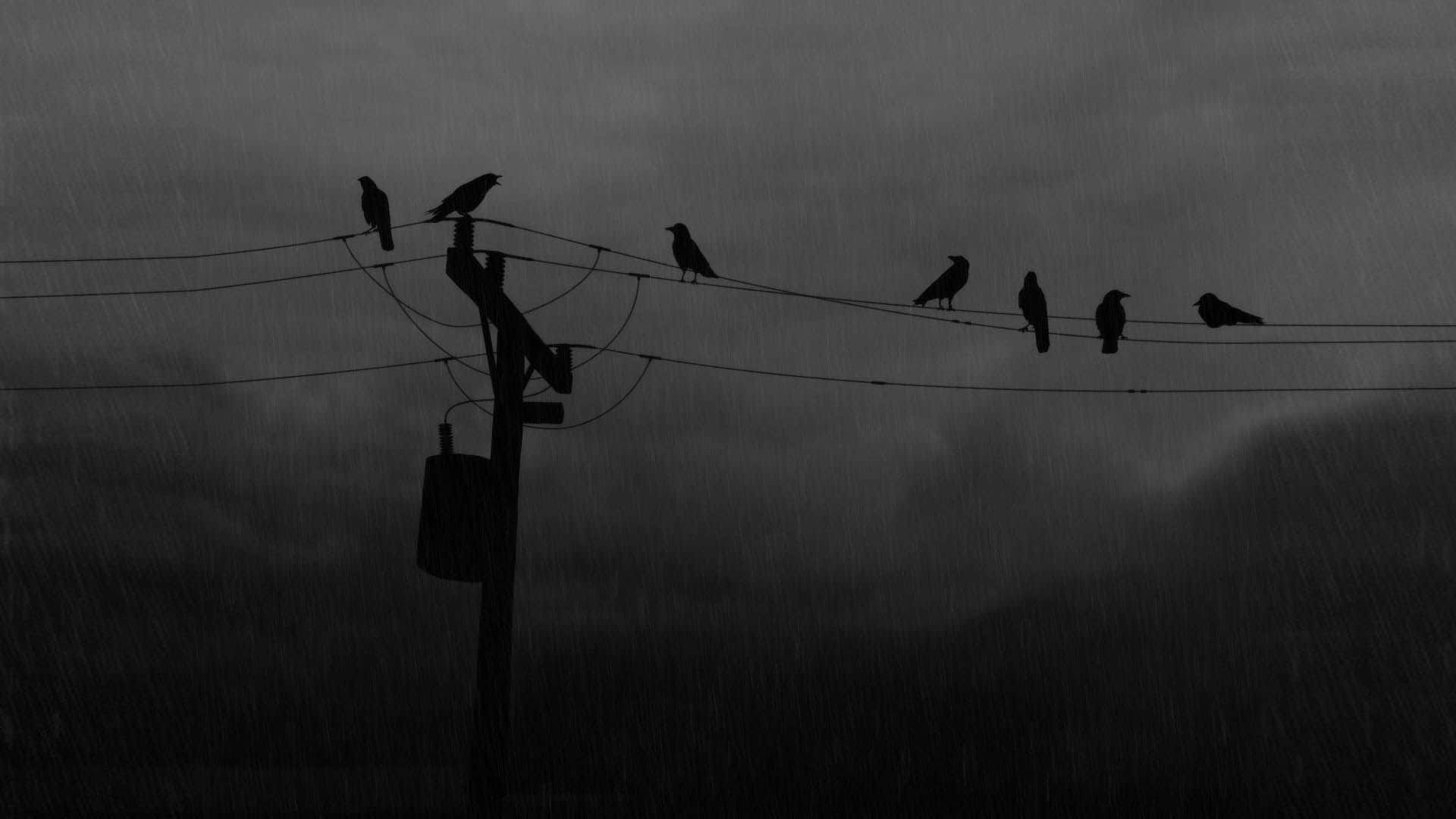 在雨暴場景中棲息在電線上的烏鴉。 — 黑暗悲傷動圖 壁紙
