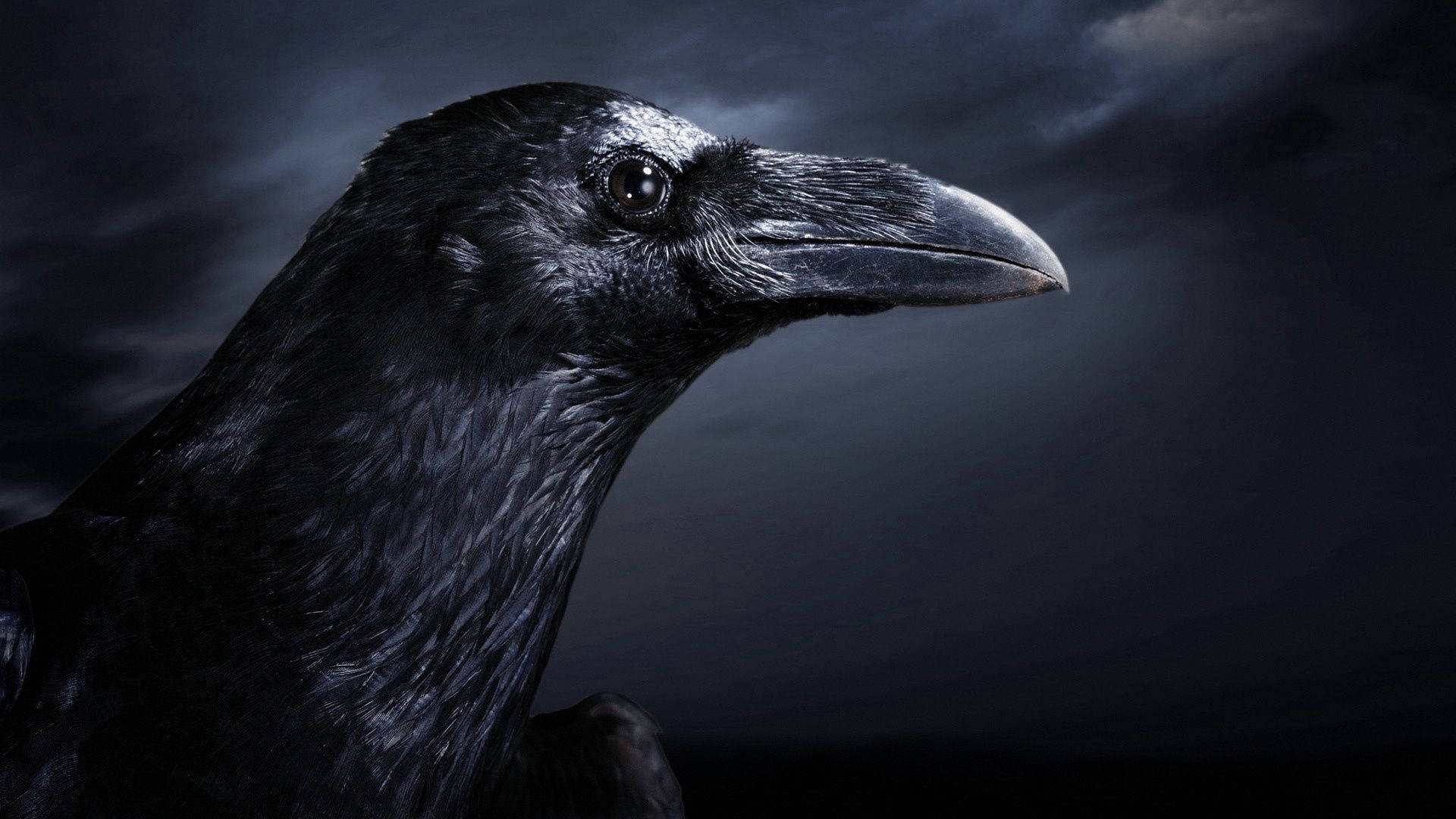 Raven 桌布 壁紙 — 烏鴉頭部特寫，背景為黑暗暴風雨的天空，戲劇性的燈光突出其光澤羽毛和銳利眼睛。