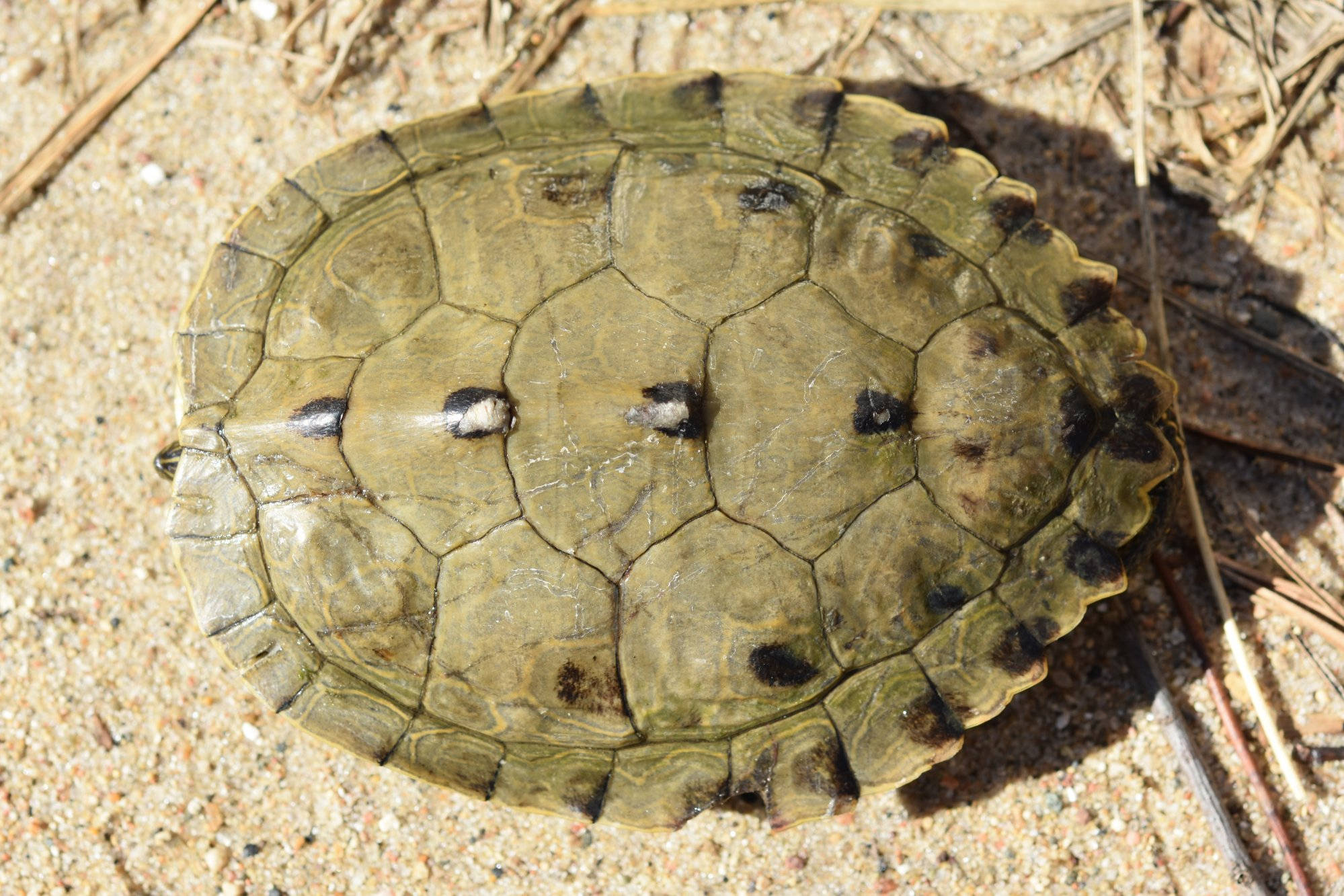 Turtle 桌布 壁紙 — 烏龜的綠褐色龜殼特寫，帶有深色斑點，擱在沙地上。
