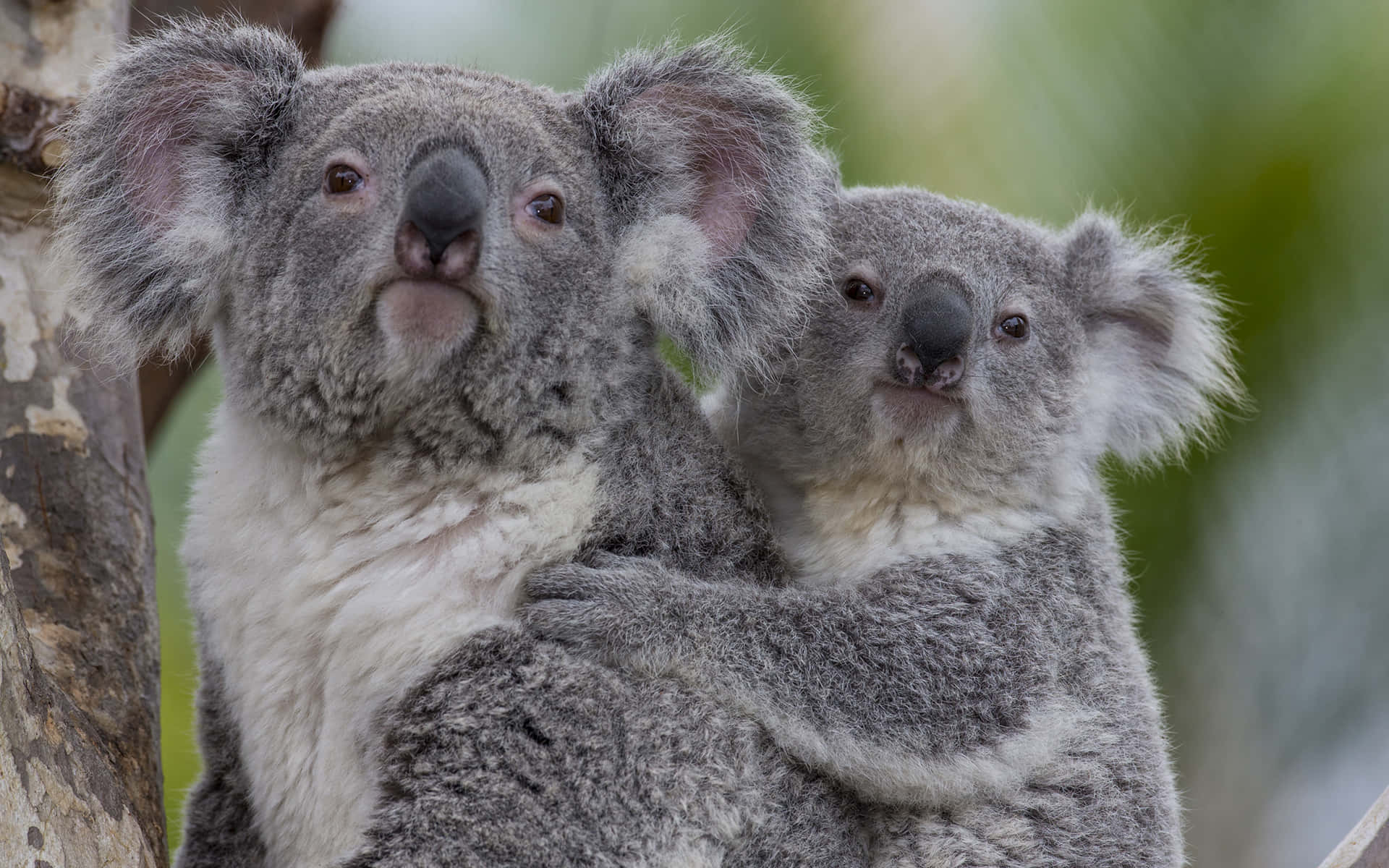Koala 桌布 壁紙 — 無尾熊媽媽和她的寶寶在柔焦的森林環境中一起緊抓樹枝。
