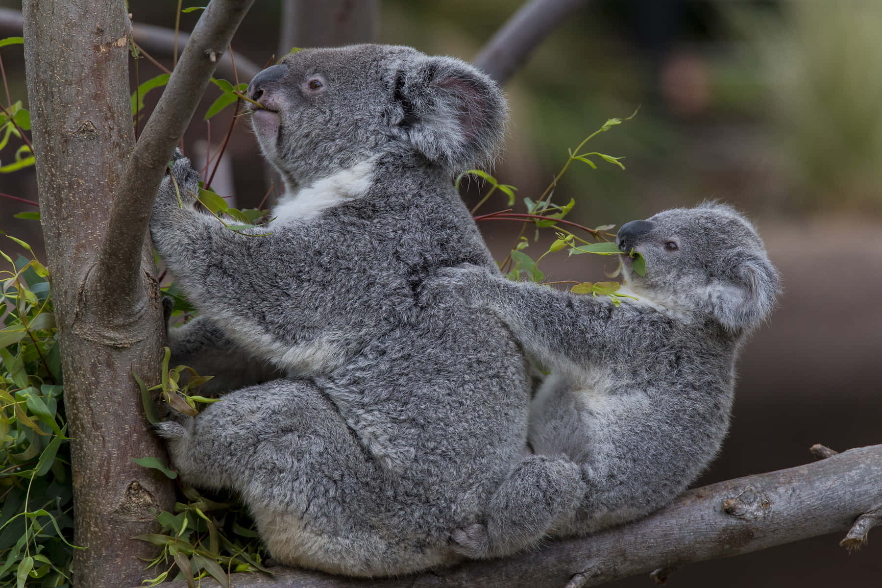 Koala 桌布 壁紙 — 無尾熊媽媽和寶寶緊抓樹枝，在陽光明媚的森林裡咀嚼尤加利葉。