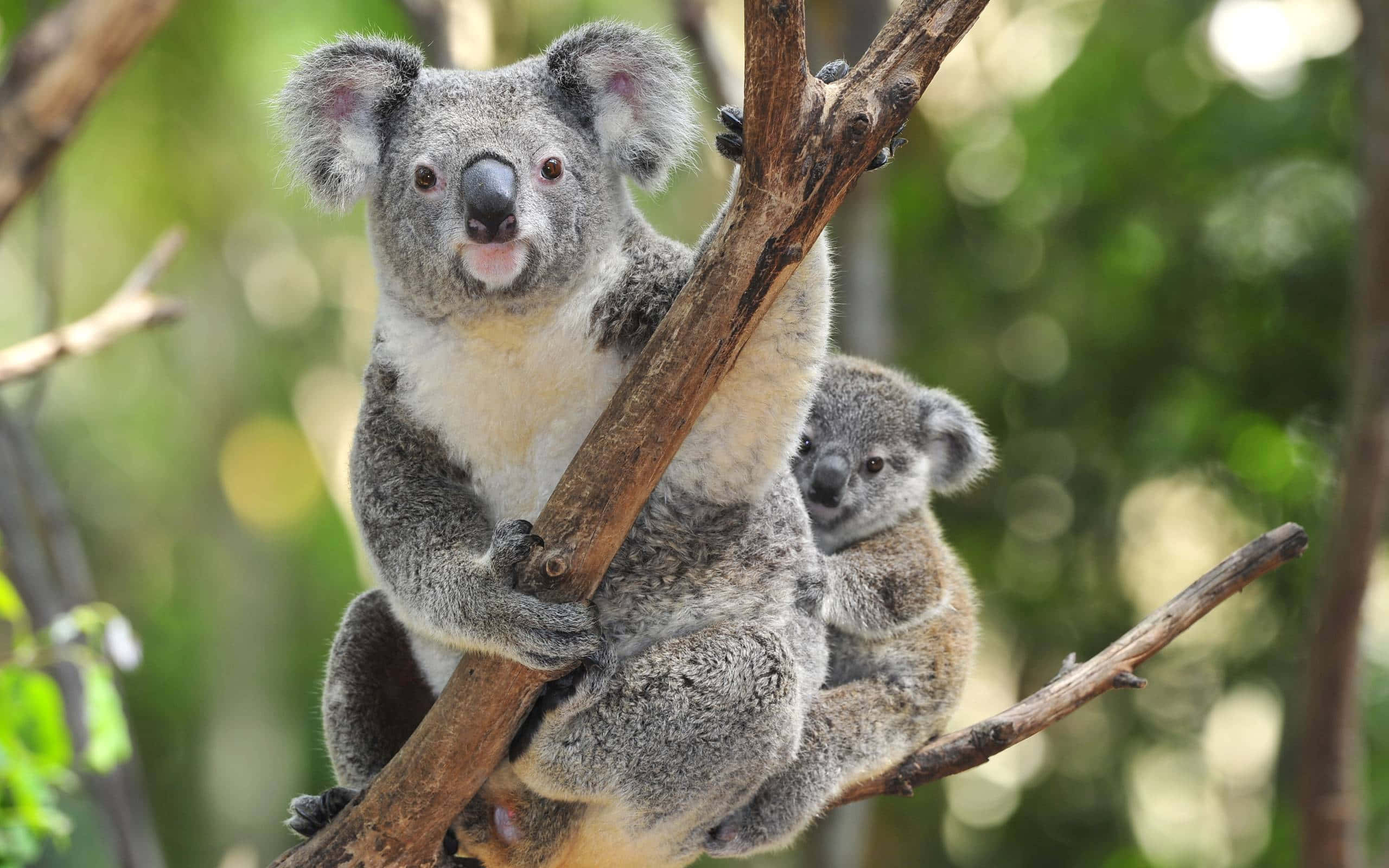Koala 桌布 壁紙 — 無尾熊媽媽和牠的寶寶在陽光明媚的森林中緊抓樹枝，背景是柔和的綠色散景。