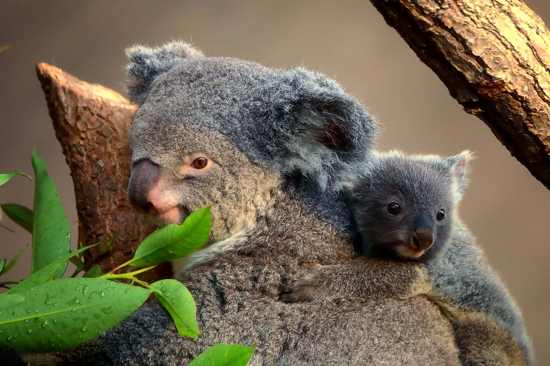Koala 桌布 壁紙 — 無尾熊媽媽懷抱寶寶，棲息在樹枝上，周圍是鮮綠的樹葉。