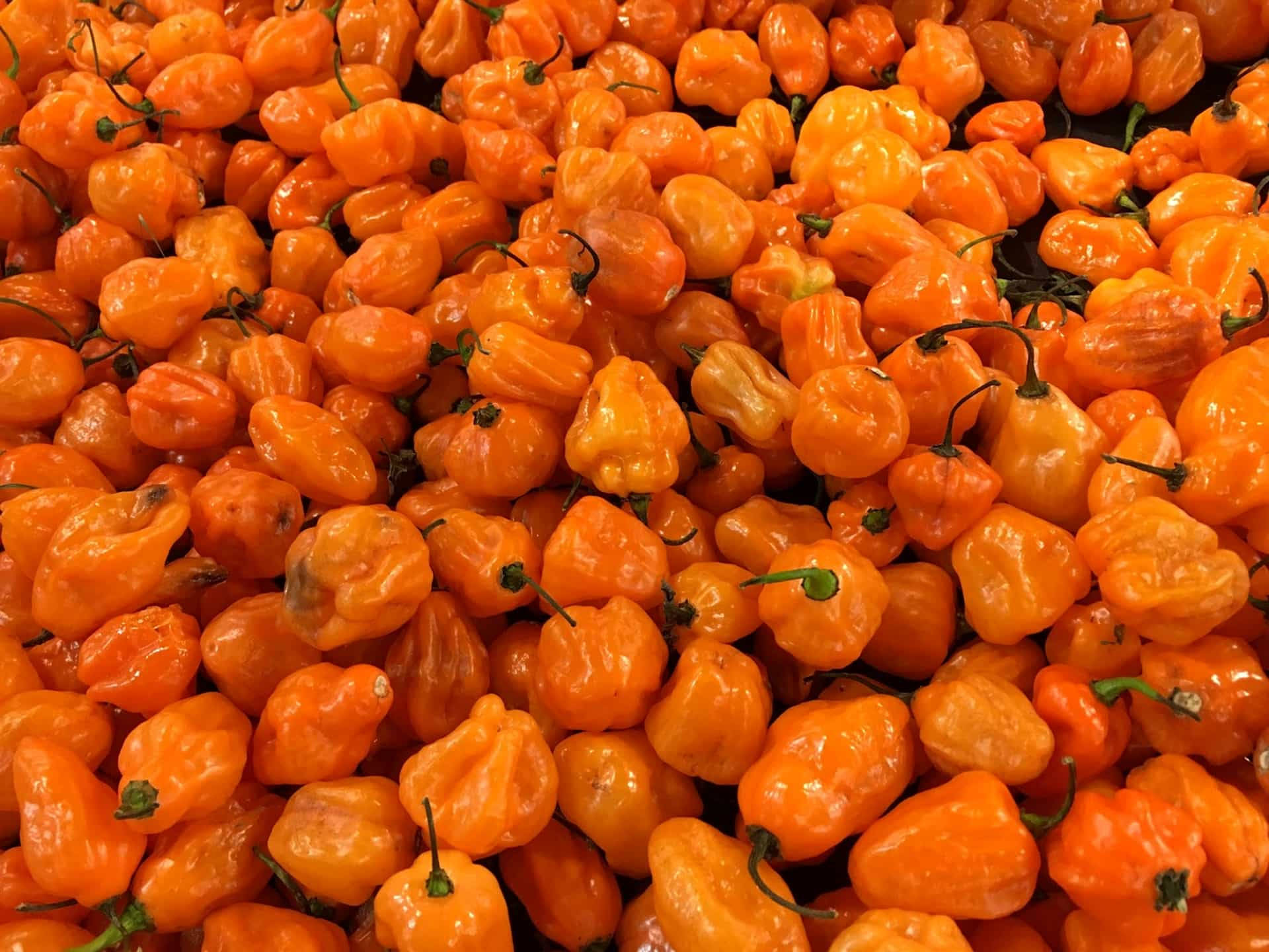 Fruits 桌布 壁紙 — 無數鮮橙色哈瓦那辣椒堆疊在一起的鮮明特寫，辣椒皮光滑，帶有綠色莖。