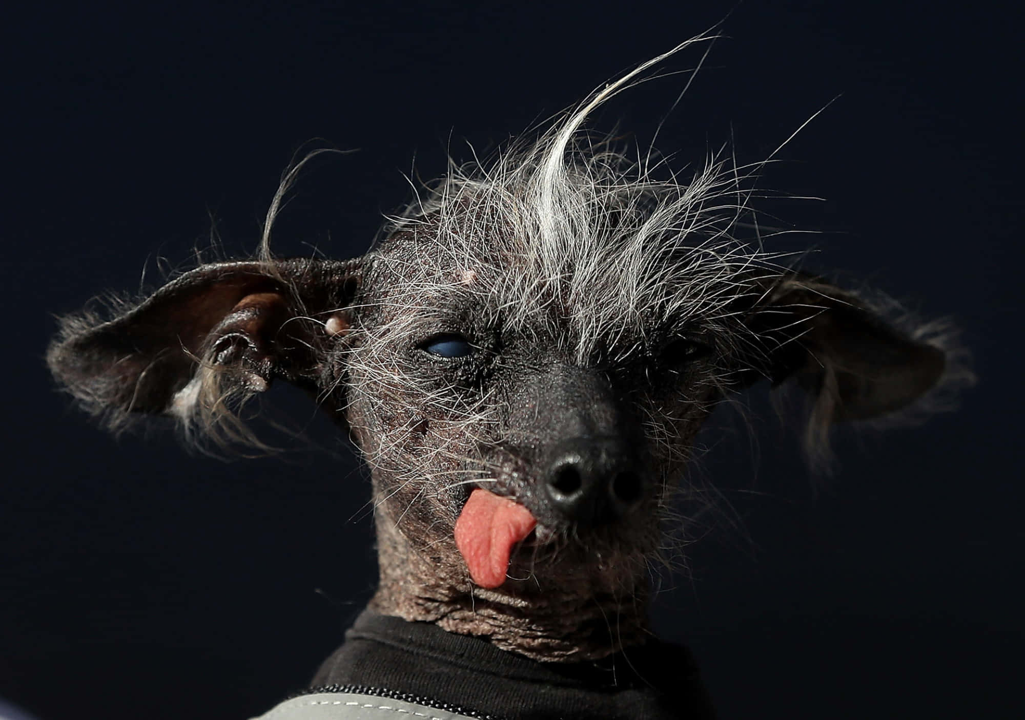 狗 桌布 壁紙 — 無毛中國冠毛犬的特寫，灰色尖刺毛髮豎起，舌頭伸出，背景深色。