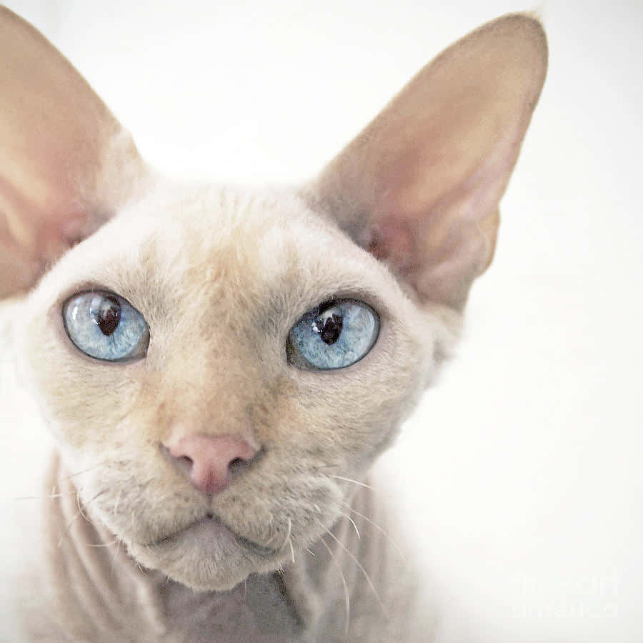 Devon Rex 桌布 壁紙 — 無毛斯芬克斯貓的特寫，擁有大藍眼睛和粉紅色耳朵，背景為純白色。