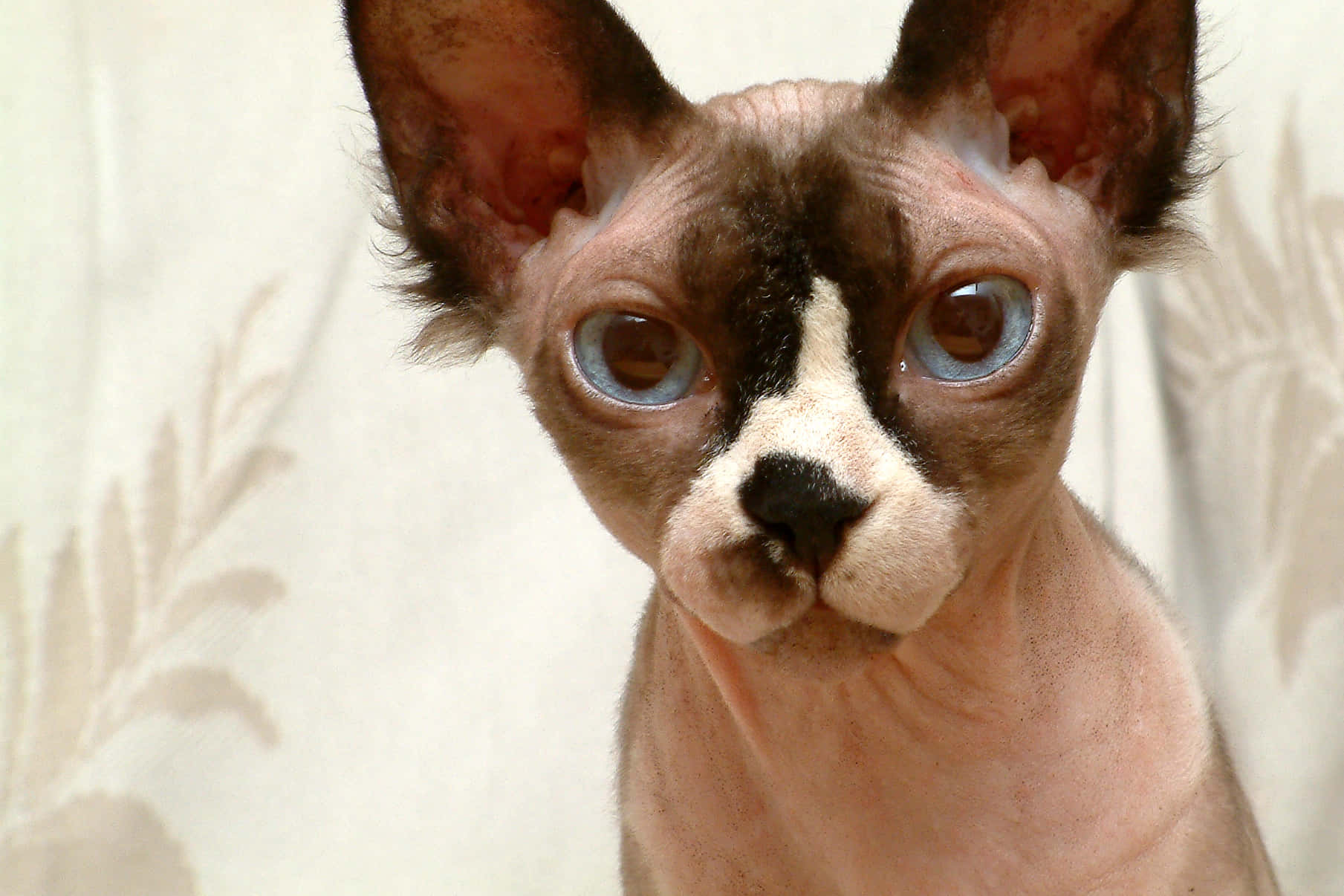 Sphynx 桌布 壁紙 — 無毛斯芬克斯貓的特寫，擁有引人注目的藍色眼睛和大耳朵，背景是淺色圖案。