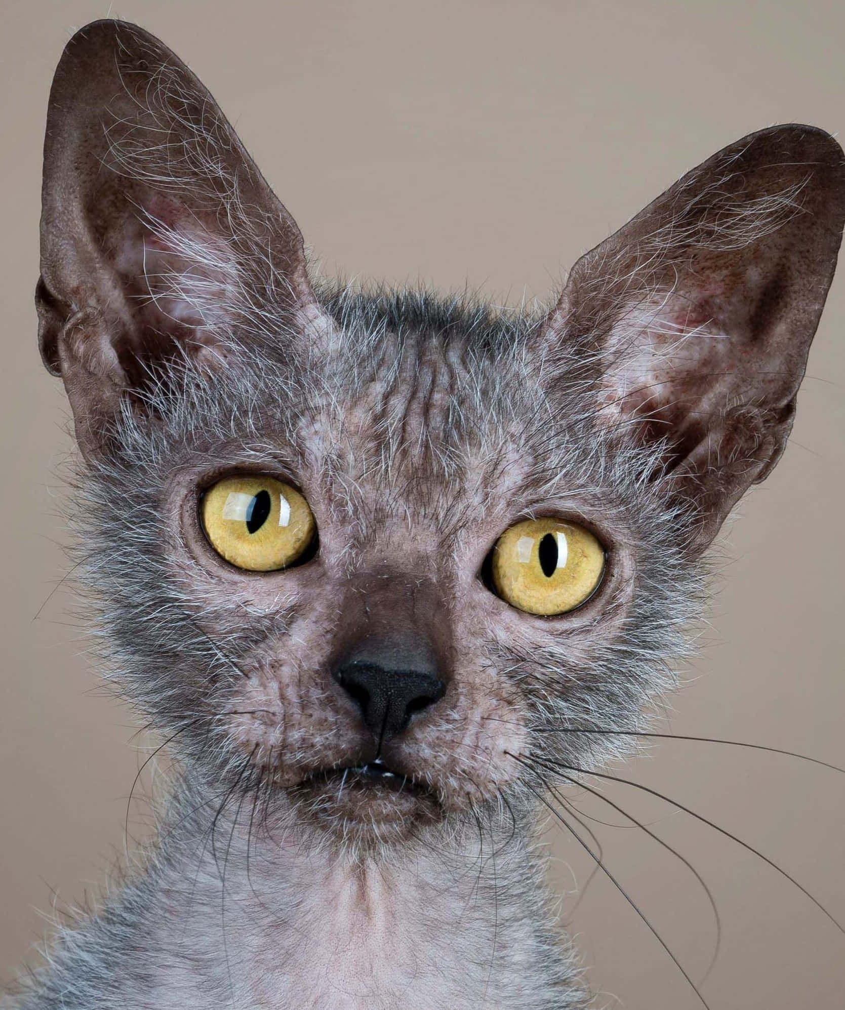 Lykoi 桌布 壁紙 — 無毛貓的特寫肖像，擁有大型耳朵和引人注目的黃色眼睛，背景為中性米色。