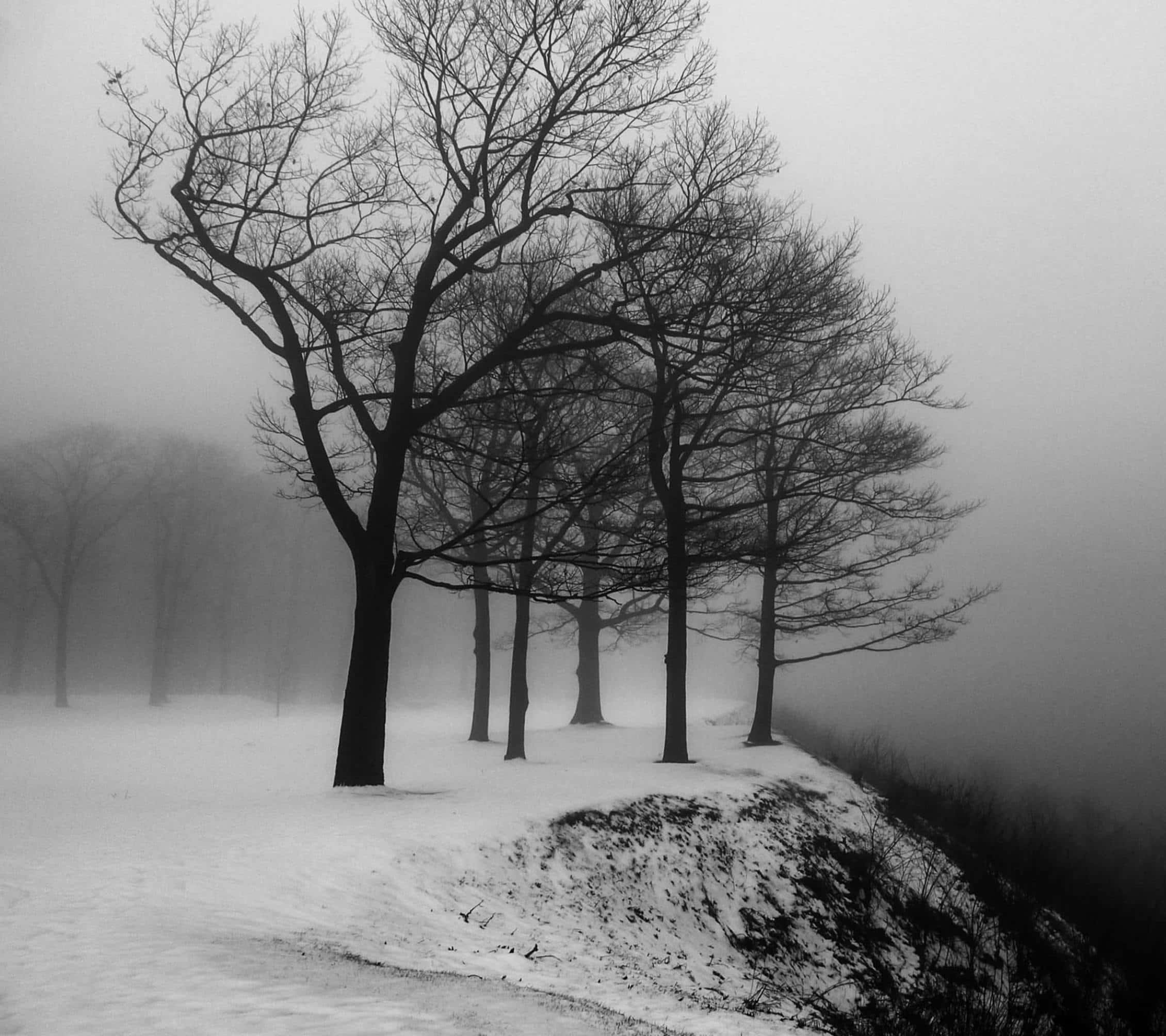 Black And White Tree 桌布 壁紙 — 無葉樹木的剪影在雪霧籠罩的單色風景中顯得格外突出。