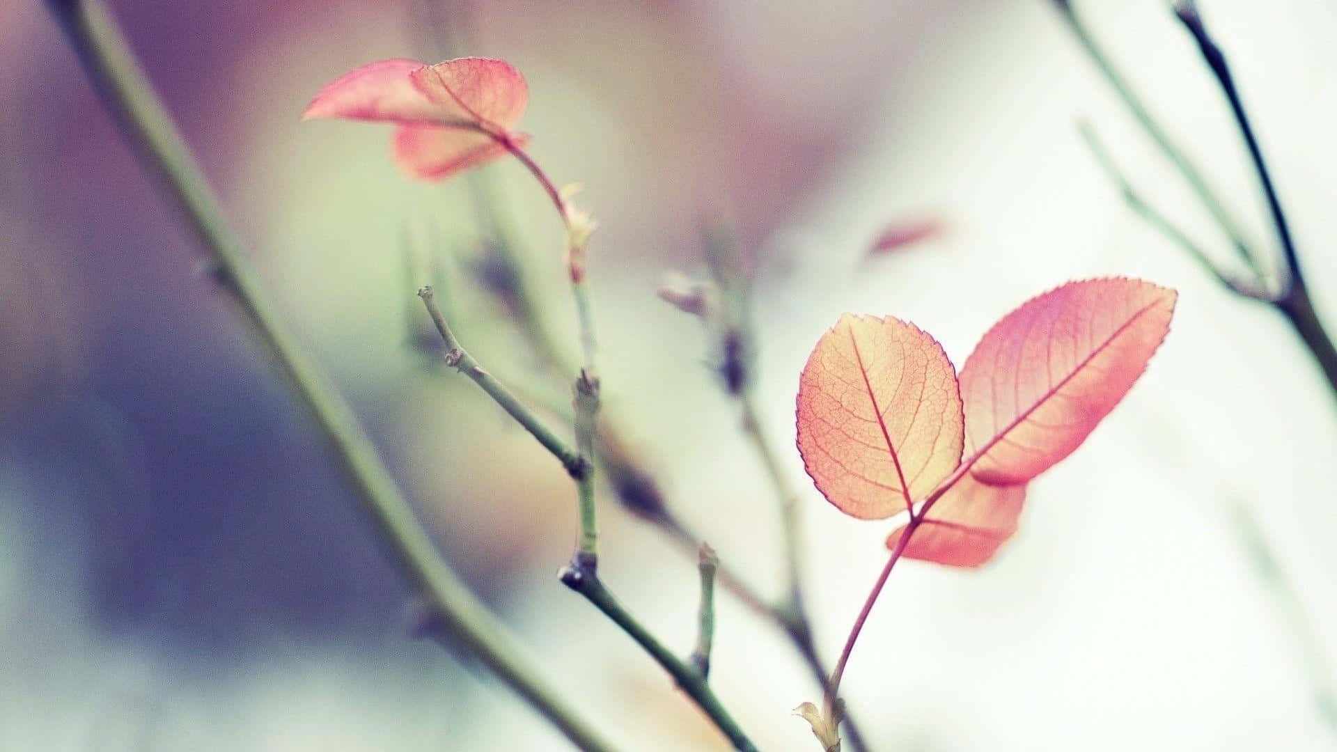 焦點 1920 x 1080 圖片 壁紙