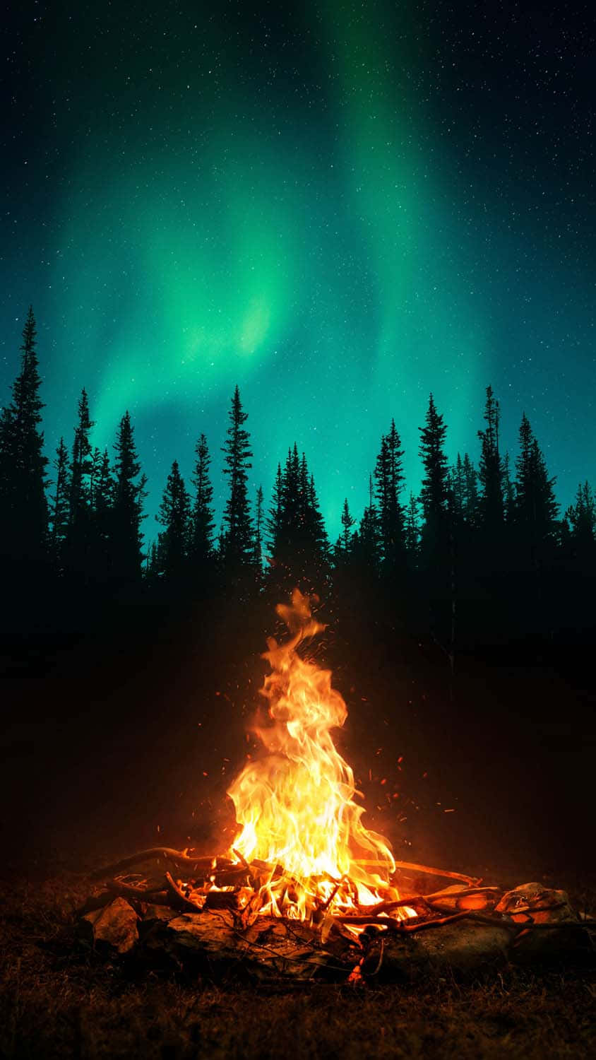 夜晚松樹林中的北極光下的營火 — 極光 壁紙