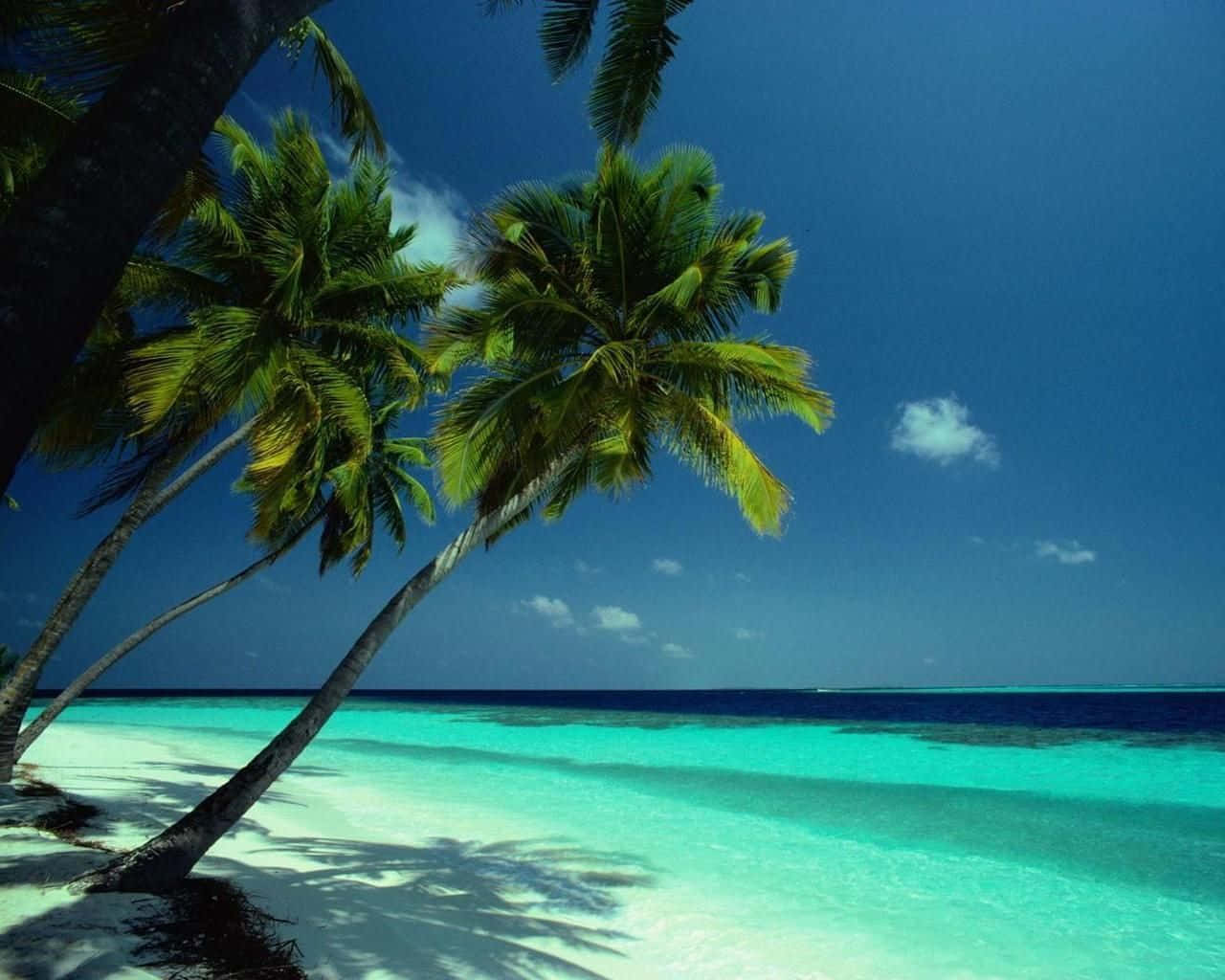 Bahamas Beach 桌布 壁紙 — 熱帶天堂，傾斜的棕櫚樹在白色沙灘上投下陰影，旁邊是碧綠的海洋，上方是清澈的藍天。