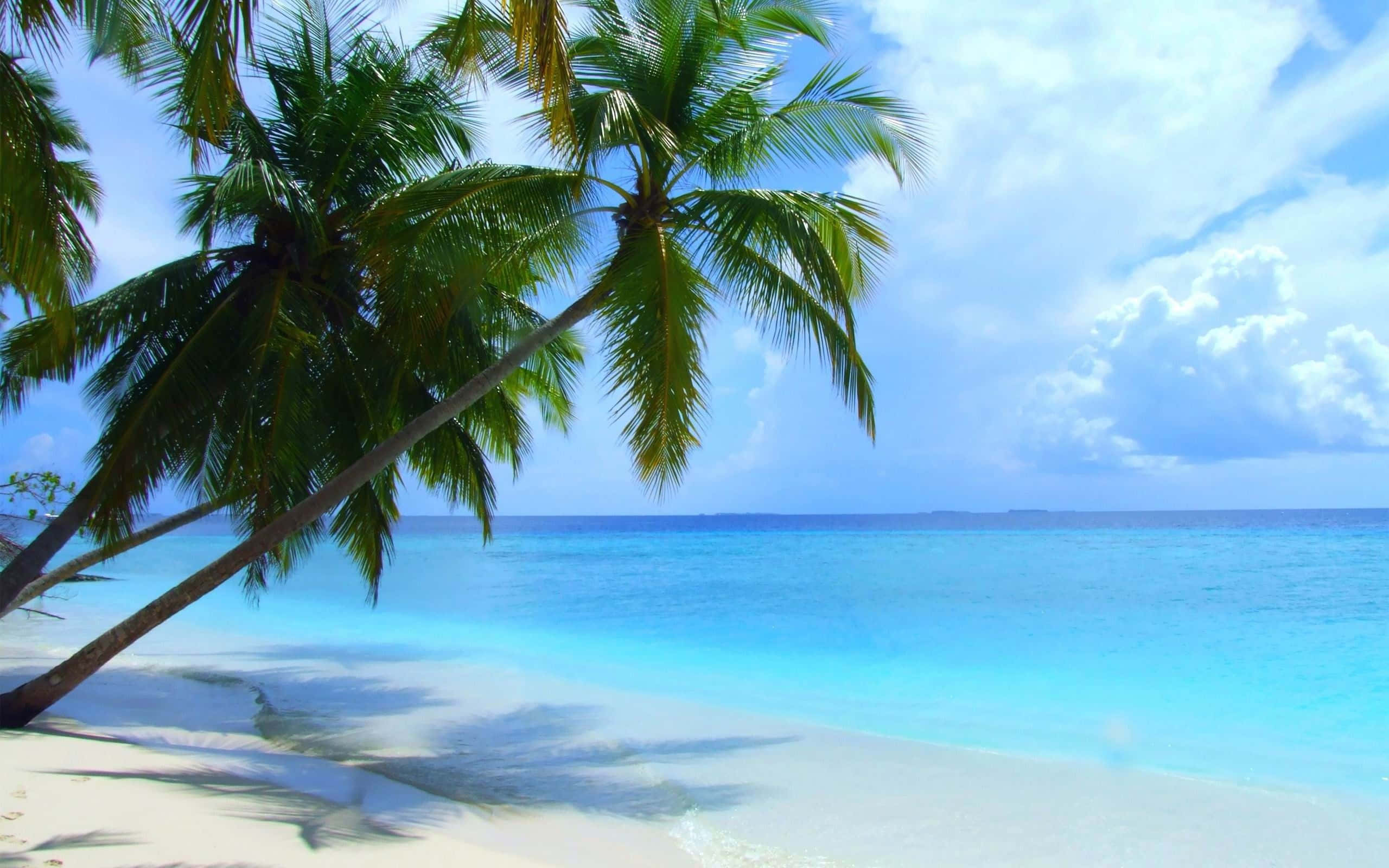 Beach Scene 桌布 壁紙 — 熱帶天堂，傾斜的棕櫚樹在白色沙灘上投下陰影，旁邊是碧綠色的海洋，上方是明亮的藍天。