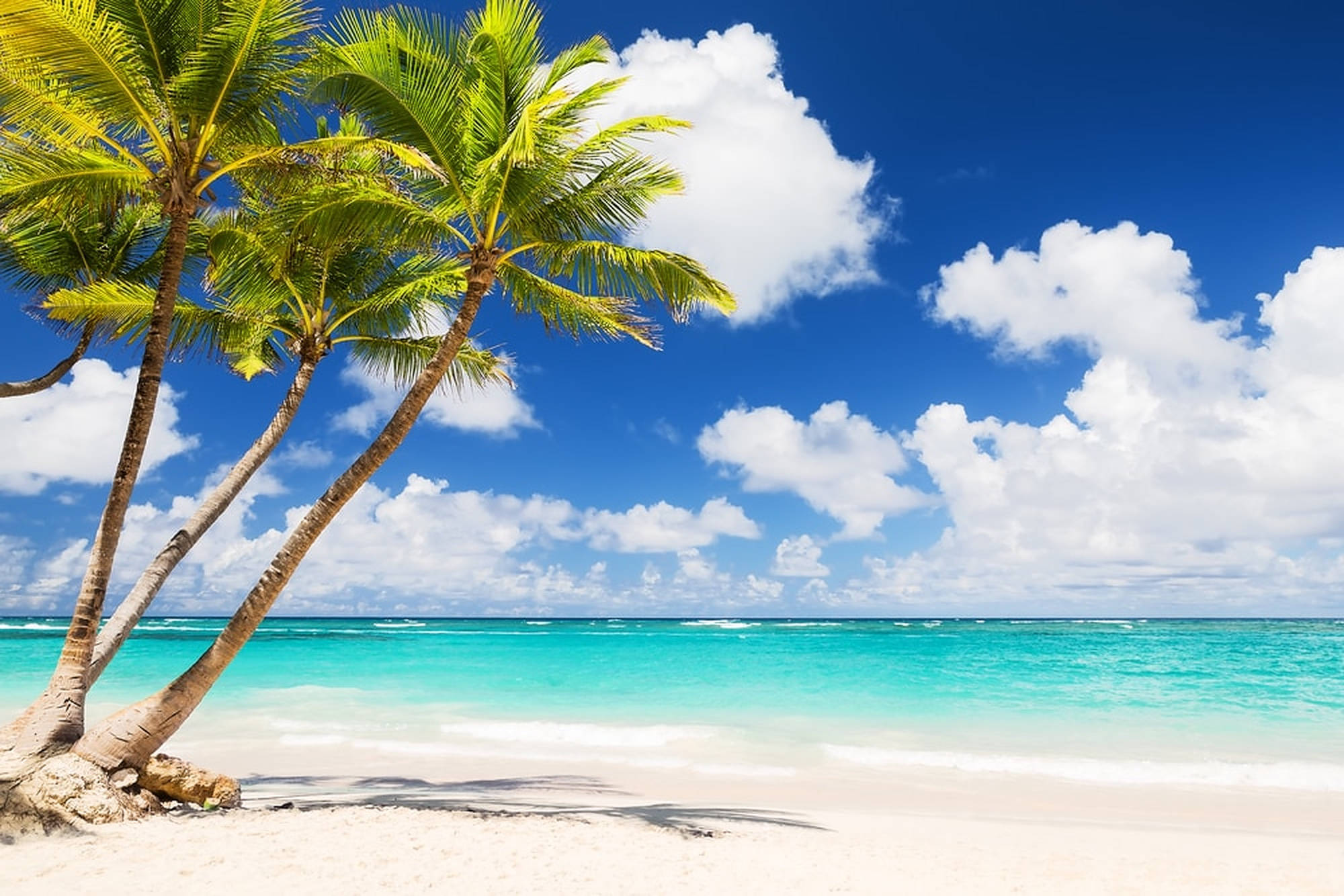 Beach Vacation 桌布 壁紙 — 熱帶天堂，傾斜的棕櫚樹在白色沙灘上投下陰影，旁邊是碧綠的海洋，上方是明亮的藍天和蓬鬆的白雲。