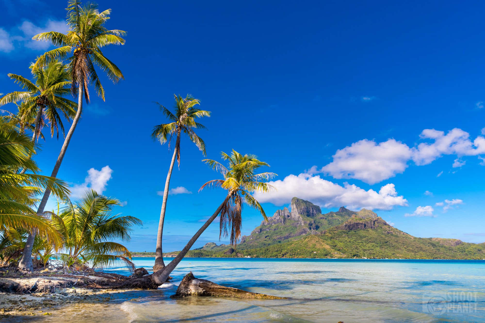Bora Bora Beach 桌布 壁紙 — 熱帶天堂，傾斜的棕櫚樹在碧綠海水旁搖曳，背景是鬱鬱蔥蔥的青山，頭頂是明亮的藍天。
