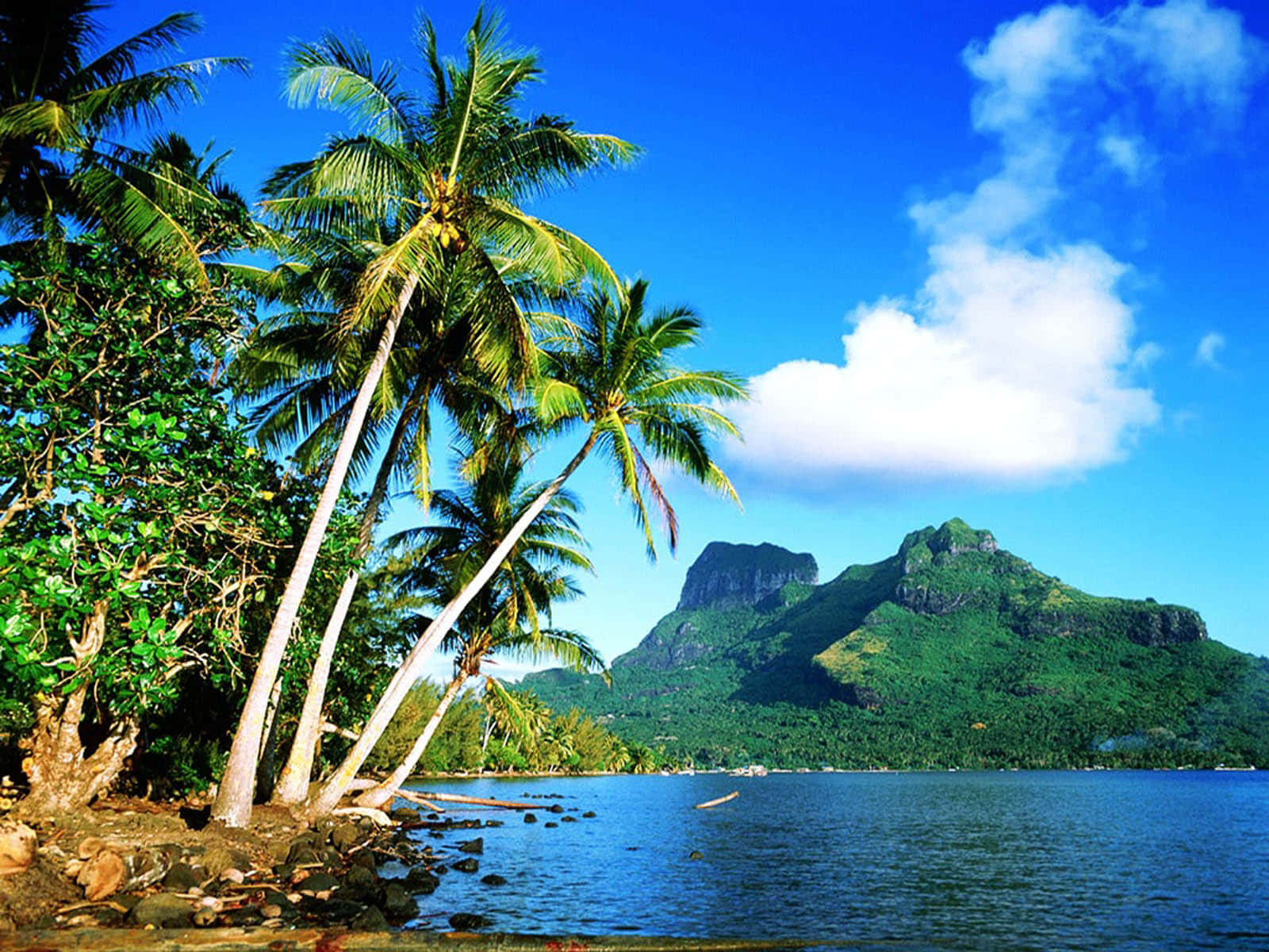Coconut Tree 桌布 壁紙 — 熱帶天堂，傾斜的棕櫚樹在碧綠海水旁搖曳，背景是鬱鬱蔥蔥的青山，頭頂是明亮的藍天和蓬鬆的白雲。