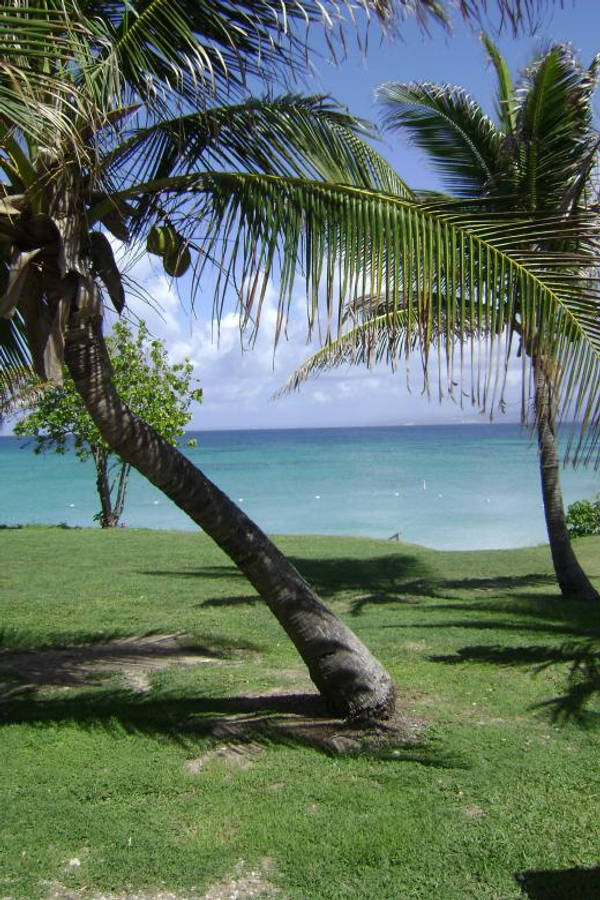 Tropical Beach 桌布 壁紙 — 熱帶天堂，傾斜的棕櫚樹在茂密的綠草上投下陰影，俯瞰著明亮的藍天下碧綠色的海洋。