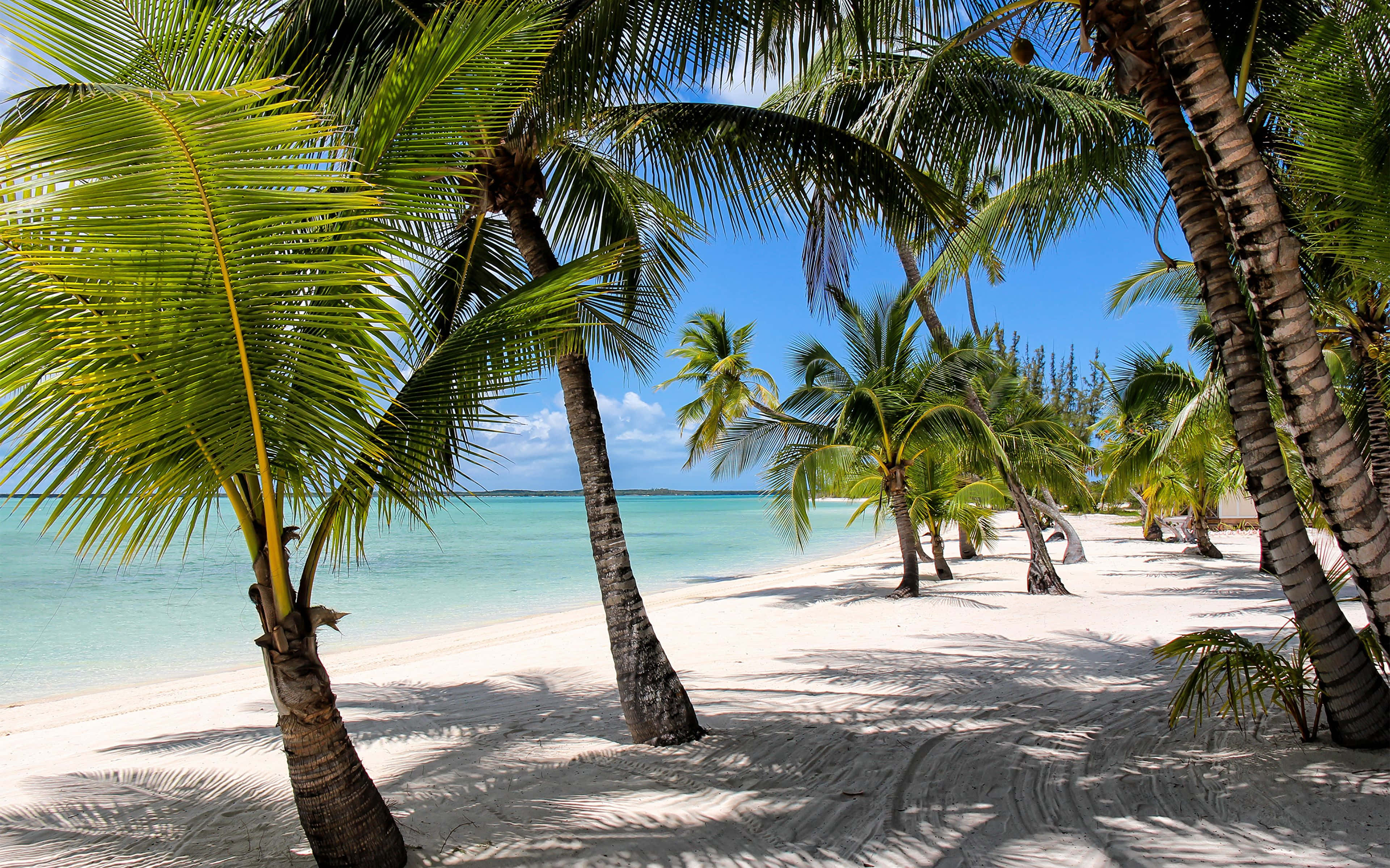 Bahamas Beach 桌布 壁紙 — 熱帶天堂，搖曳的棕櫚樹在白色沙灘上投下陰影，旁邊是碧綠的海洋，上方是明亮的藍天。