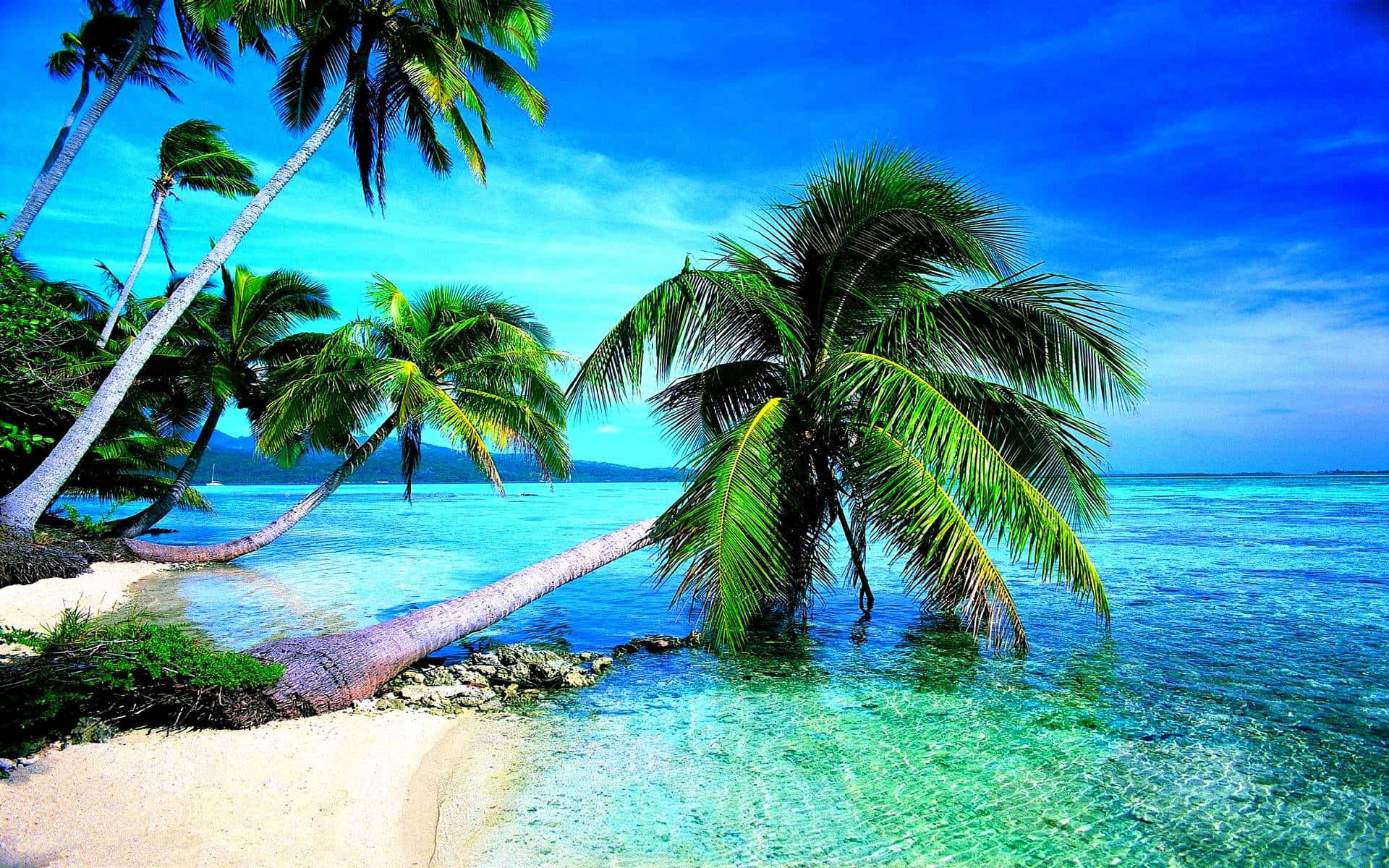 Tropical Island 桌布 壁紙 — 熱帶天堂，擁有充滿活力的碧綠海水和茂密的棕櫚樹，在明亮的藍天下搖曳在純淨的白色沙灘上。