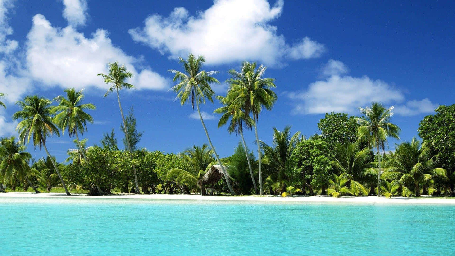 Beach Palm Trees 桌布 壁紙 — 熱帶天堂，有碧綠海水、白色沙灘和搖曳的棕櫚樹，在明亮的藍天和白雲下。