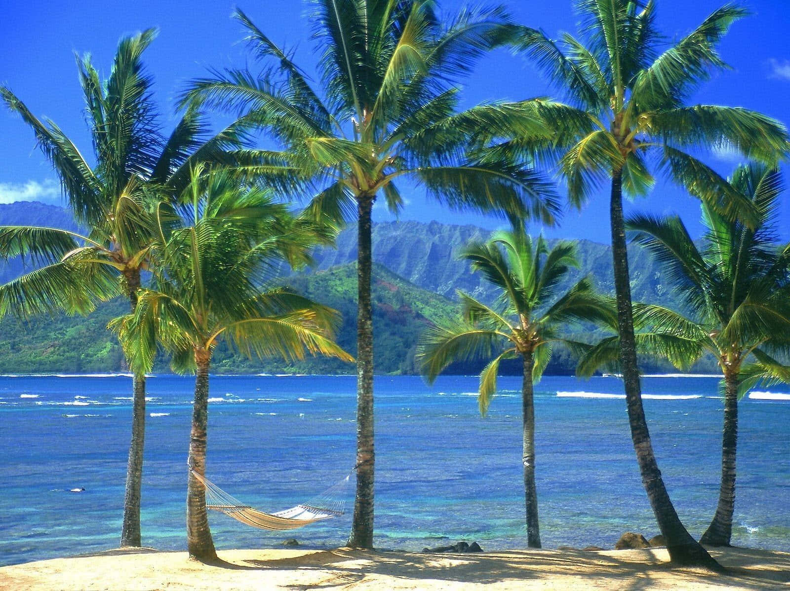 Coconut Tree 桌布 壁紙 — 熱帶天堂，棕櫚樹在沙灘上的吊床上搖曳，面對著碧綠的海水和鬱鬱蔥蔥的綠色山脈，在明亮的藍天下。