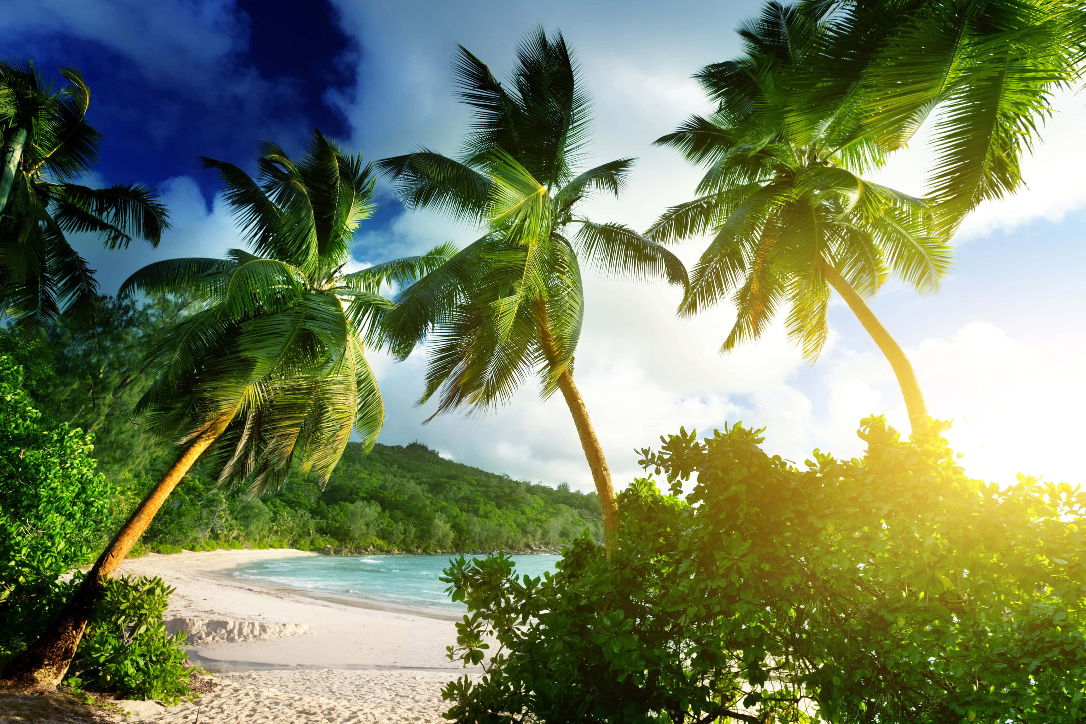 Beach Palm Trees 桌布 壁紙 — 熱帶天堂，棕櫚樹在白色沙灘和碧綠海水上搖曳，燦爛陽光普照。