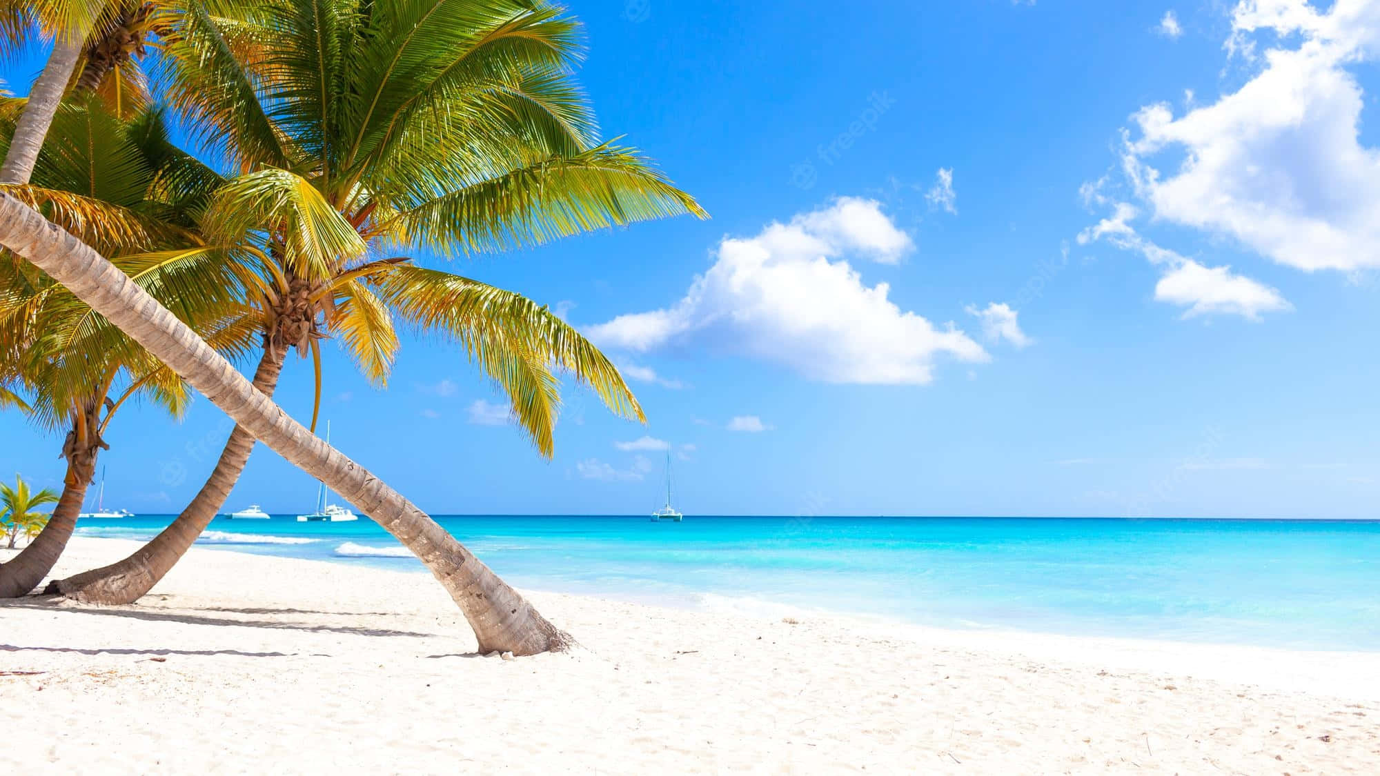 Caribbean Beach 桌布 壁紙 — 熱帶天堂，白色沙灘上傾斜的棕櫚樹，旁邊是碧綠色的海洋，上方是明亮的藍天和蓬鬆的雲朵。