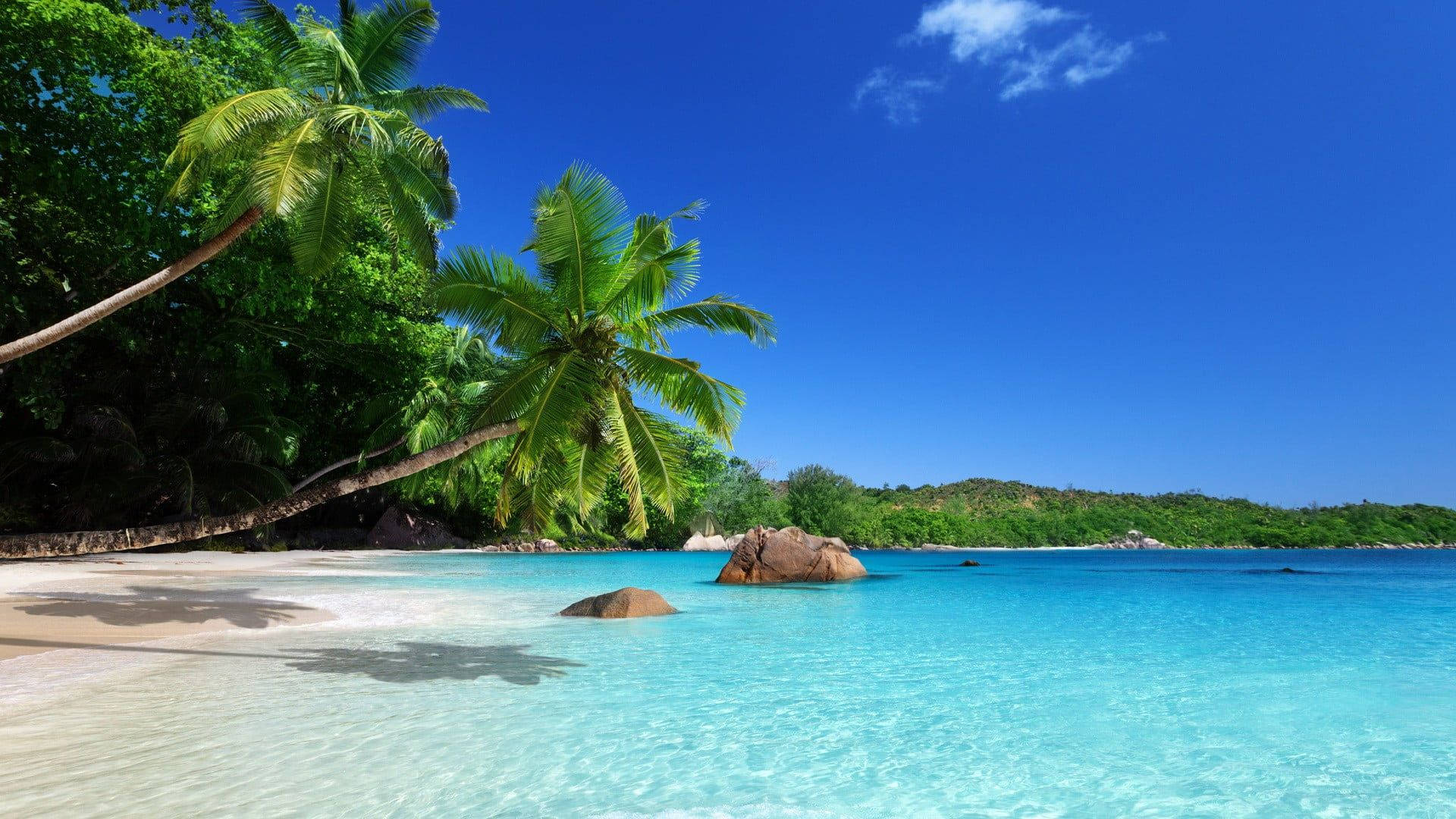 Coconut Tree 桌布 壁紙 — 熱帶天堂，碧綠海水、白色沙灘和茂密的棕櫚樹，在清澈的藍天下。